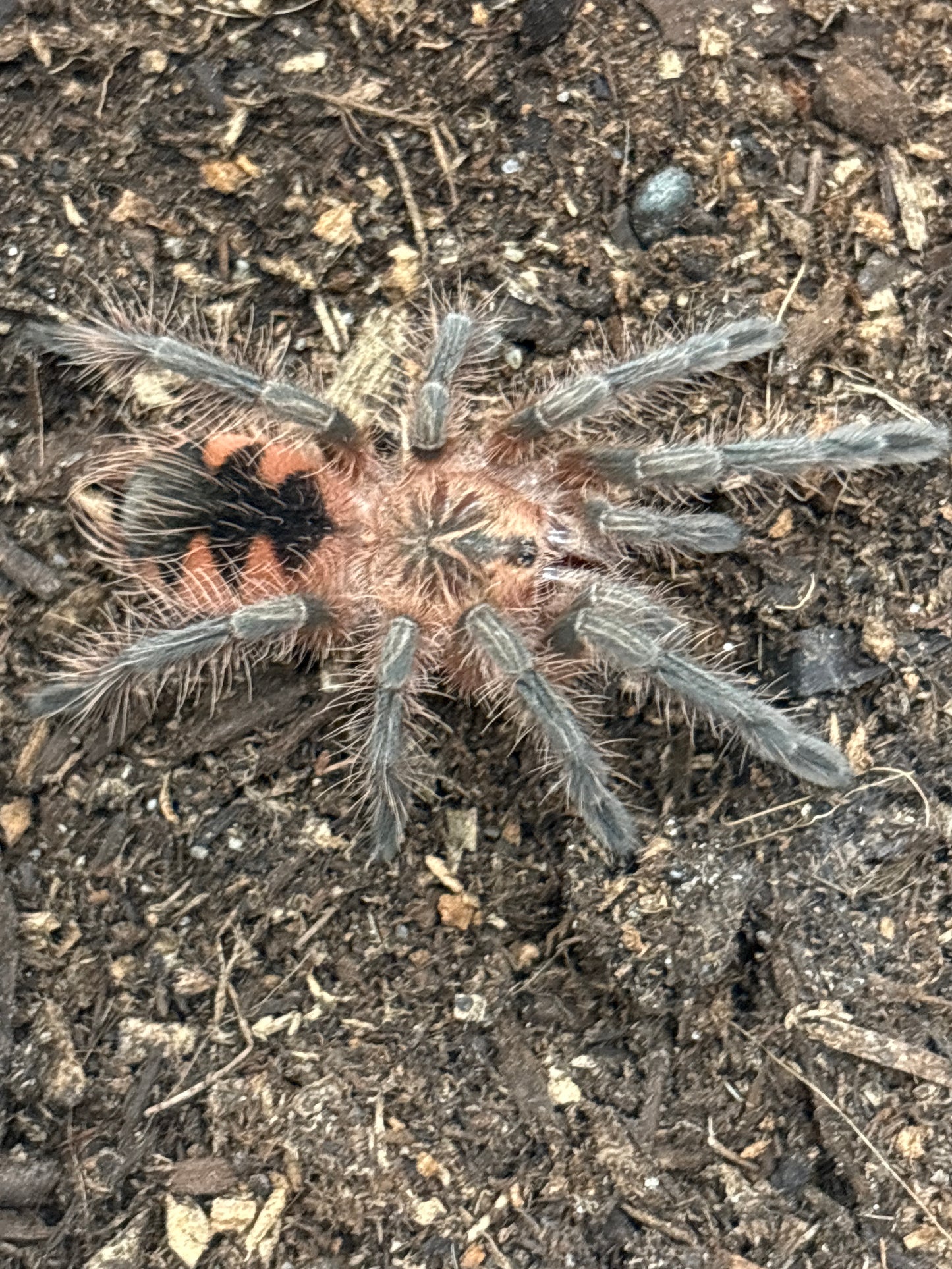 Pamphobeteus sp Machala (Ecuador Purple Bloom)