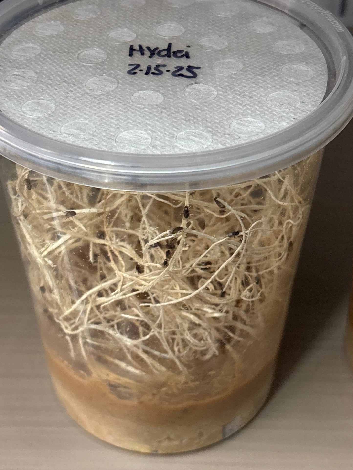 Hydei Fruitflies