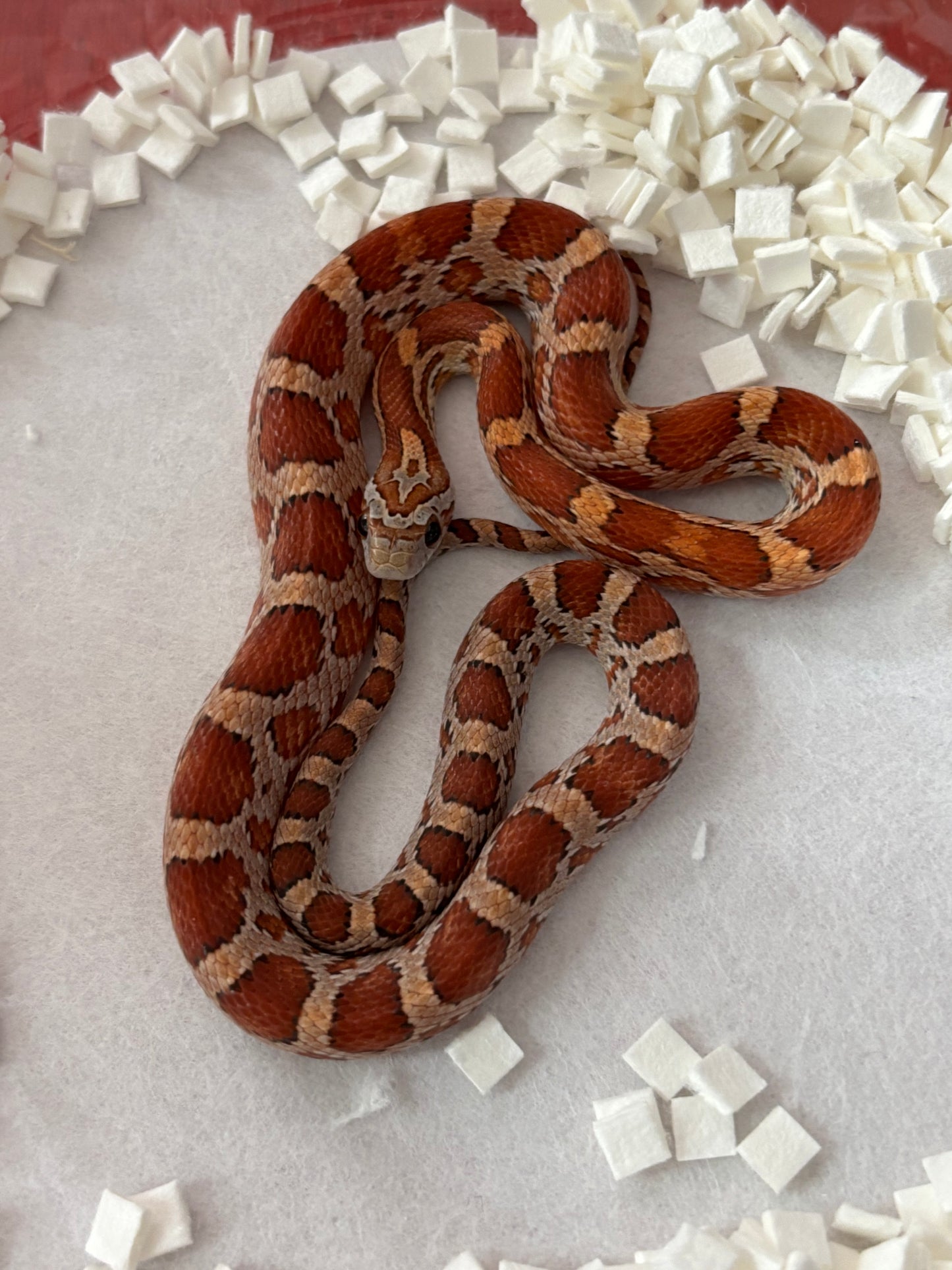 Classic Cornsnake Male
