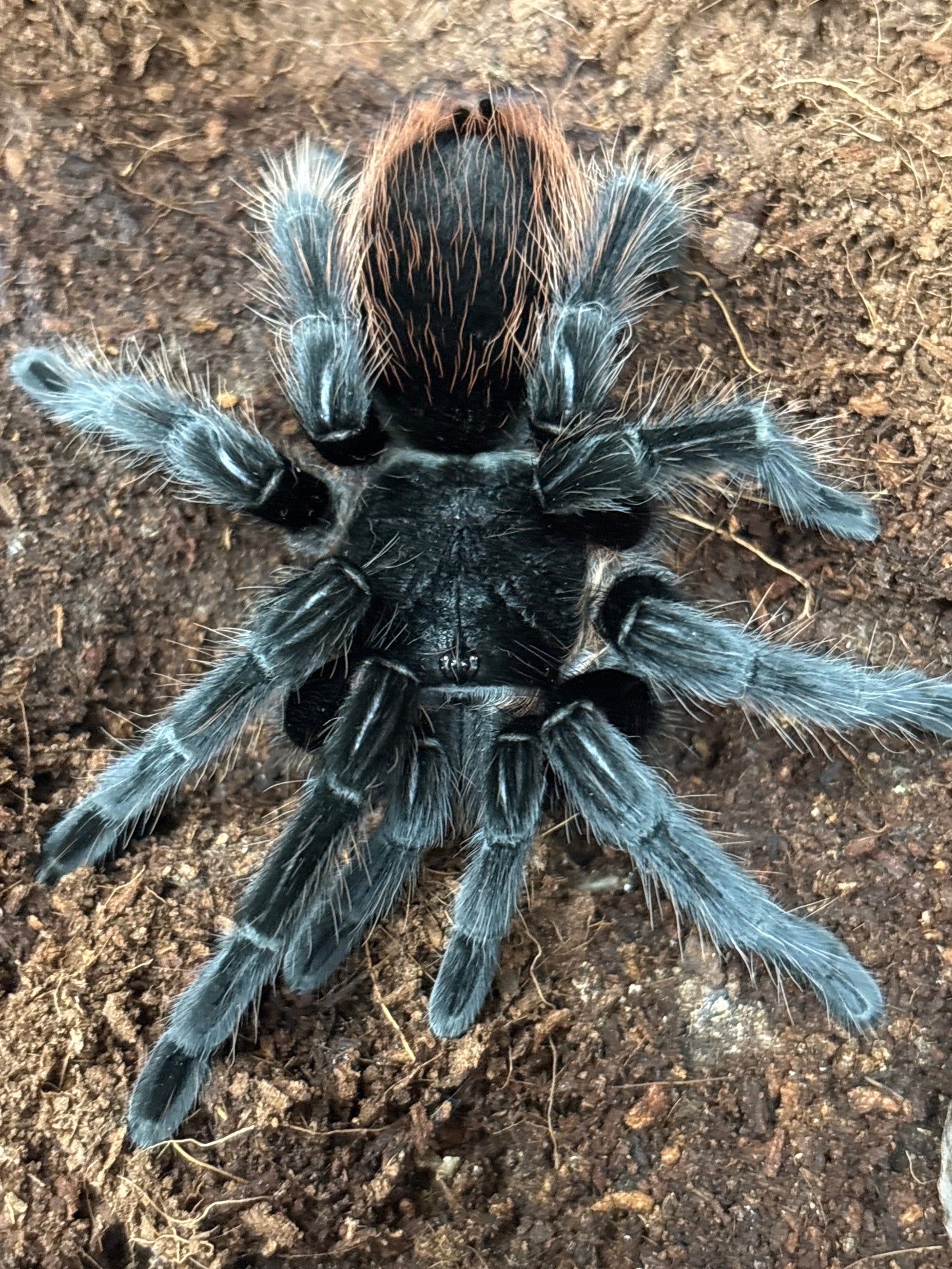 Tliltocatl Sabulosus (Guatemalan Red Rump)