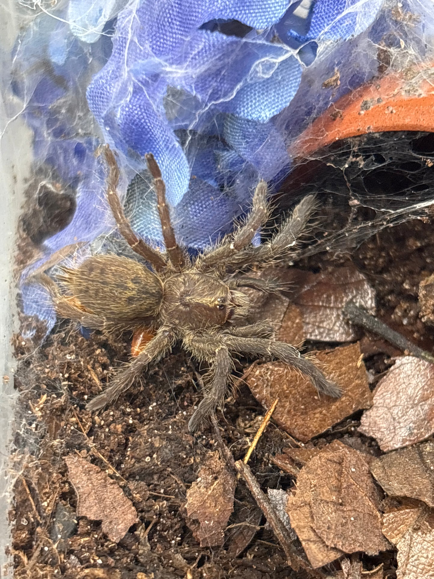 Ceratogyrus Darlingi (Rear-Horned Baboon)