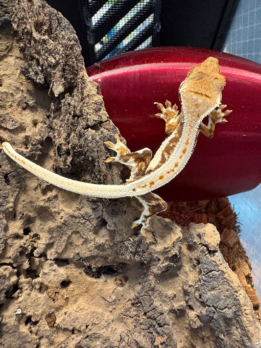Lilly White Crested Gecko