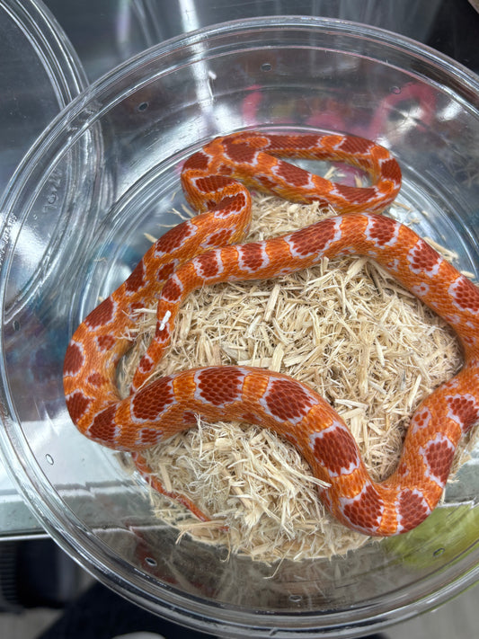 Red Factor Amel Corn Snake Female