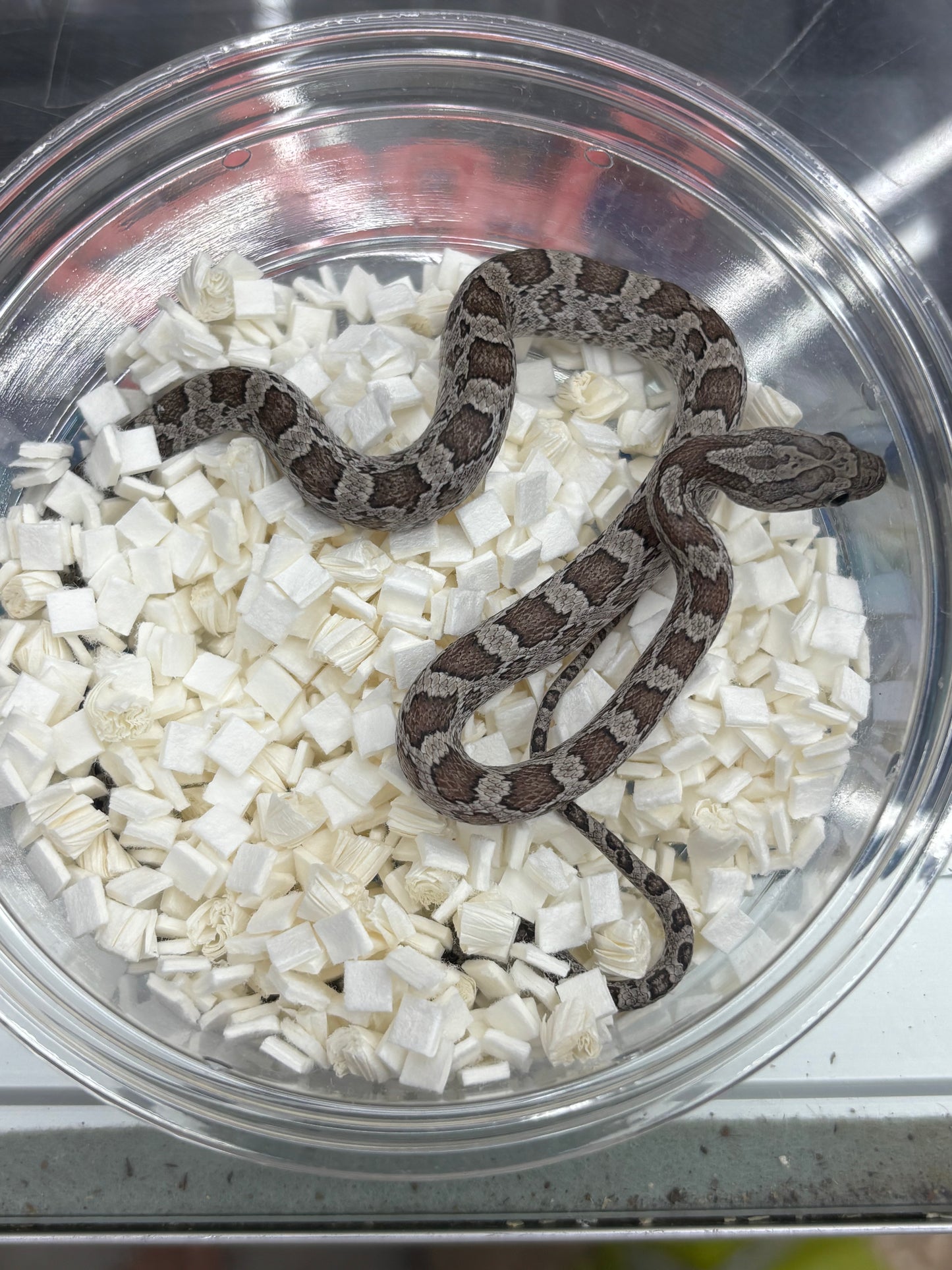 Cinder Male Corn Snake
