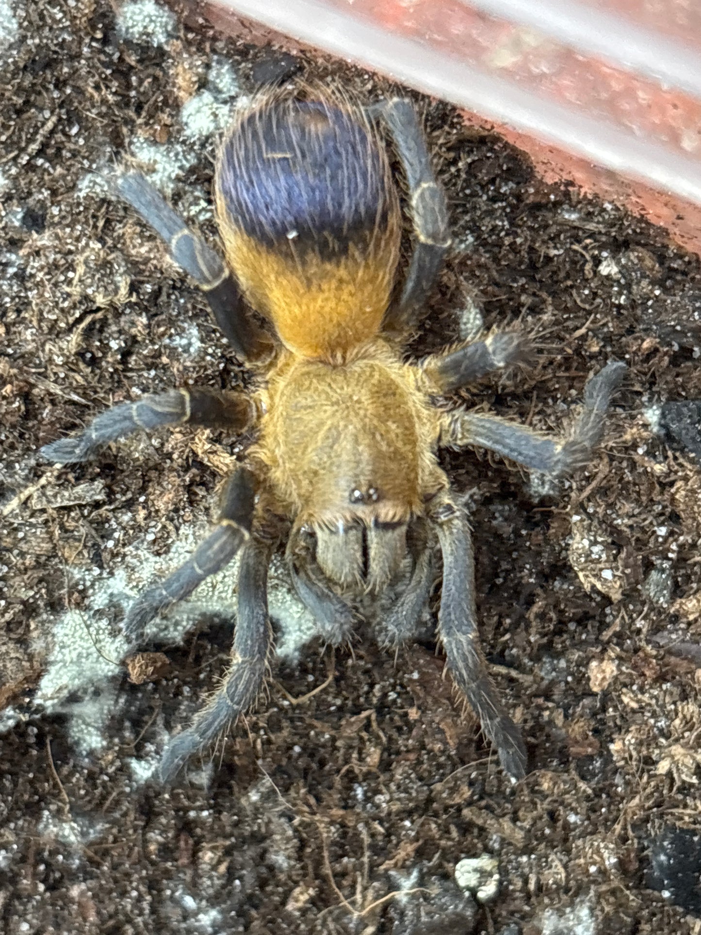 Spinosatibiapalpus sp 'Colombia' (Purple & Gold)