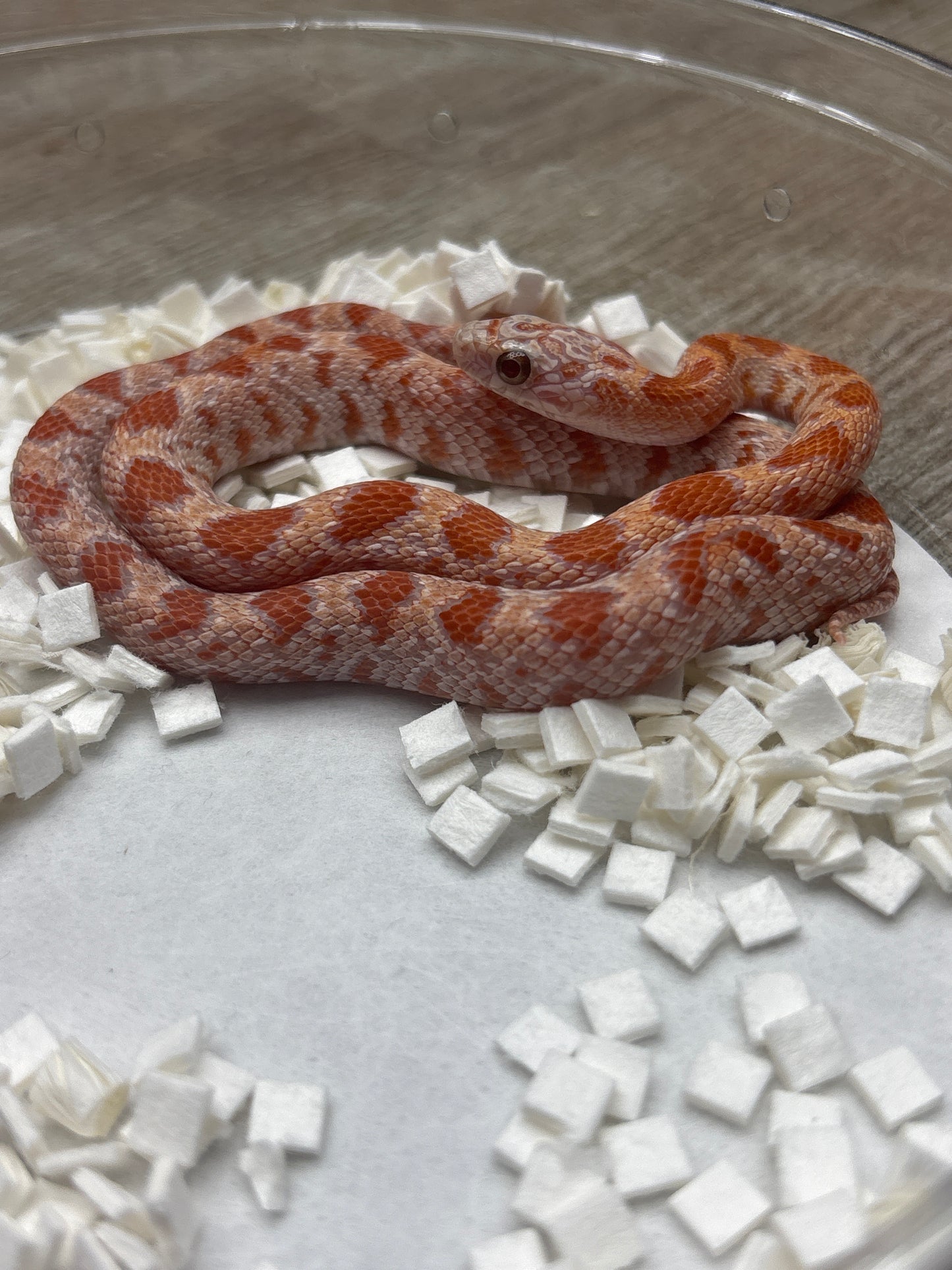 Ultramel Sunkissed Corn Snake