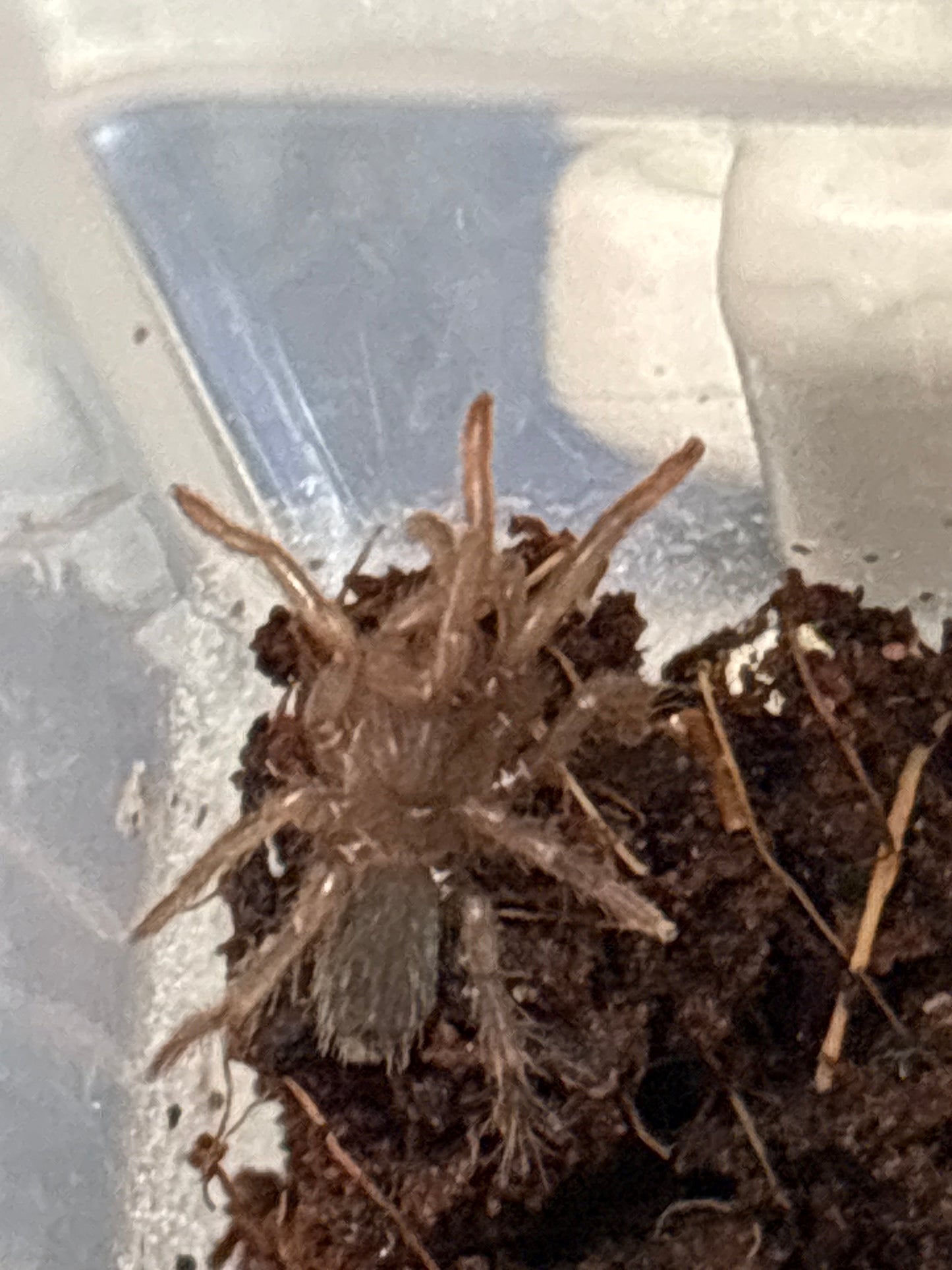 Sahydroaraneus Raja (Indian Blue Dwarf)