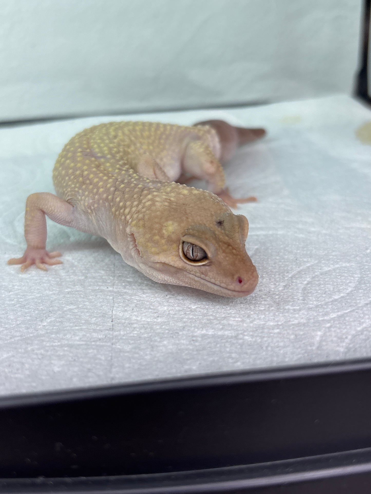 Leopard Gecko Unsexed