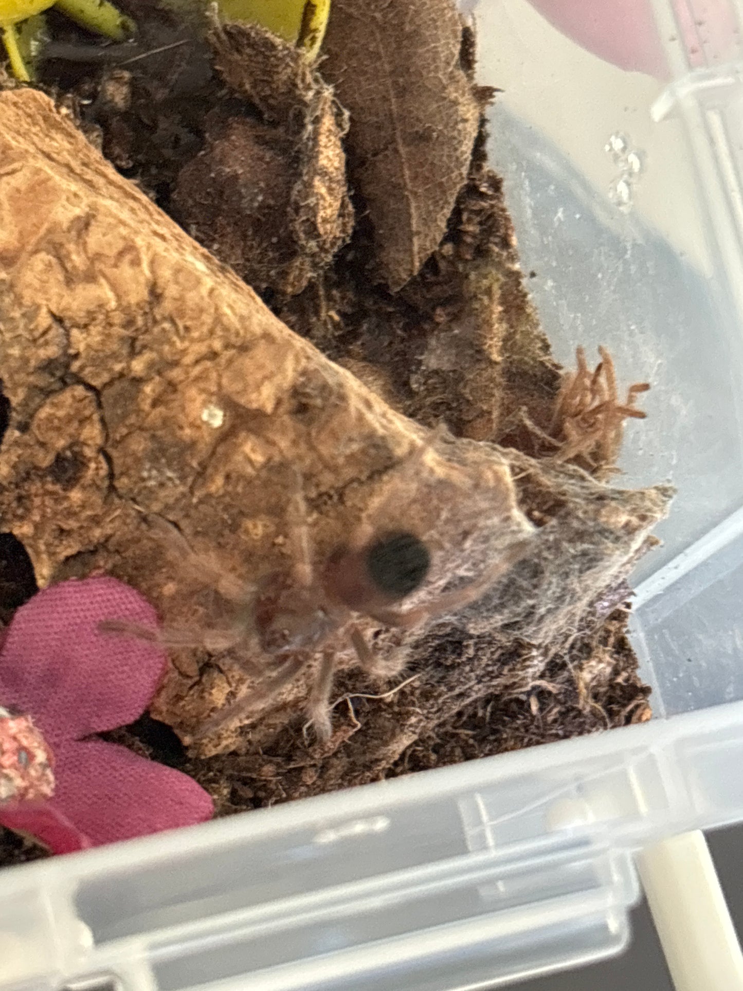 Brachypelma Hamorii (Mexican Red Knee)