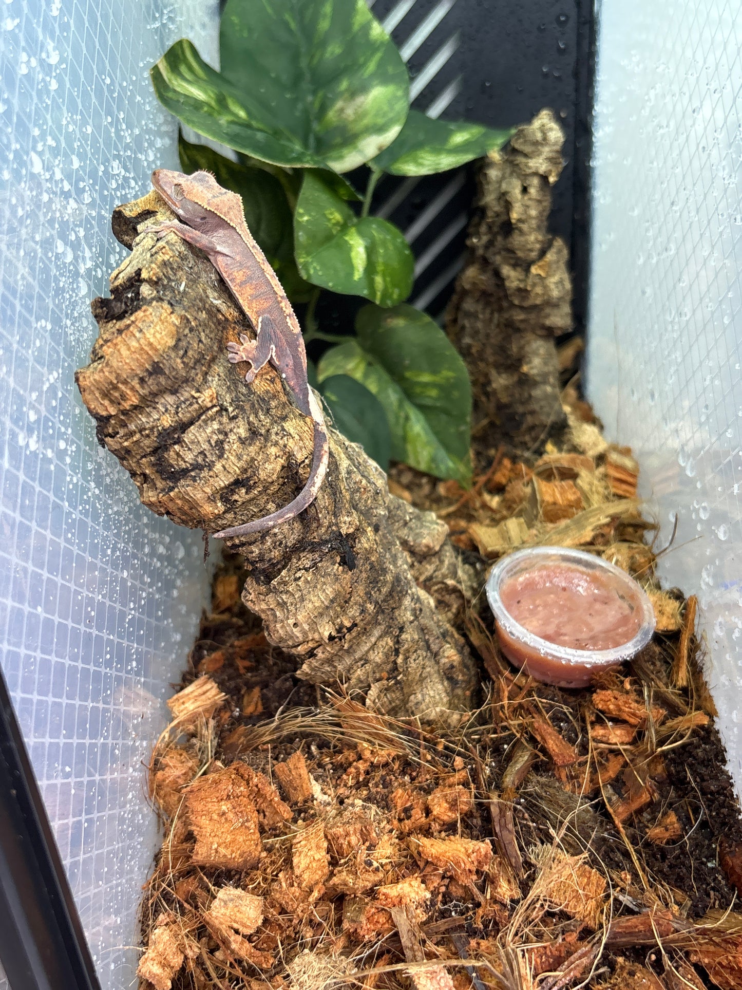 Fire Crested Gecko