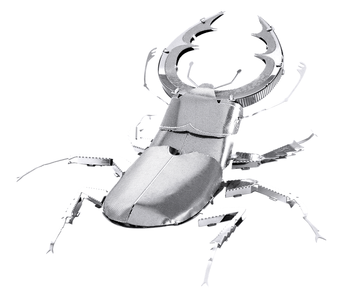 Stag Beetle