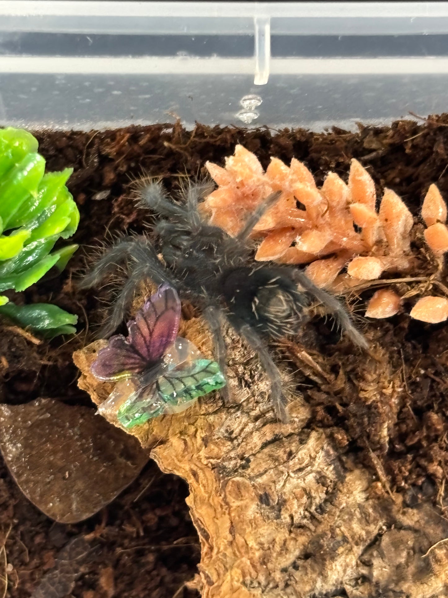 Phormictopus sp ‘Bahayibe’