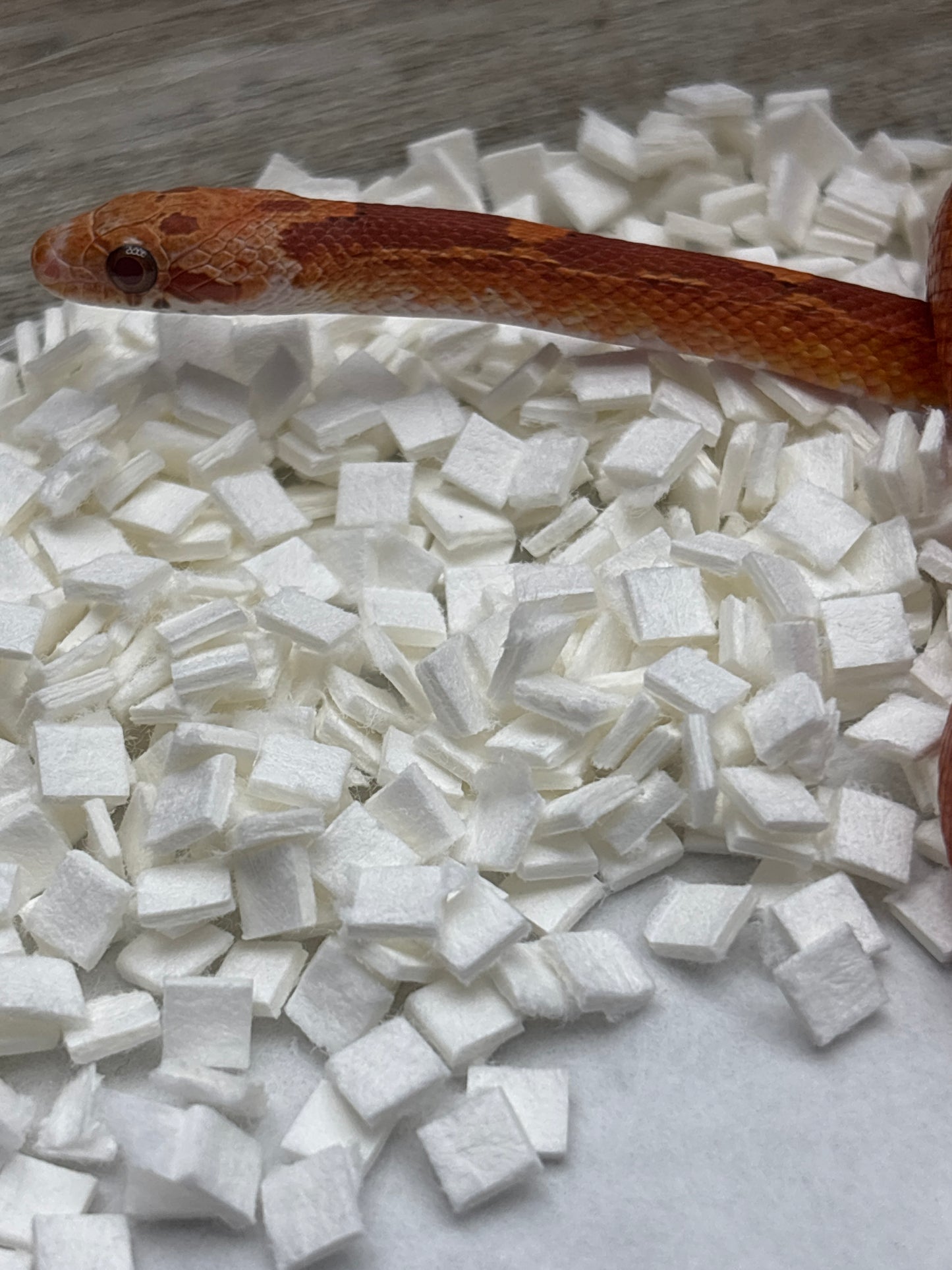 Low Pied Side Corn Snake