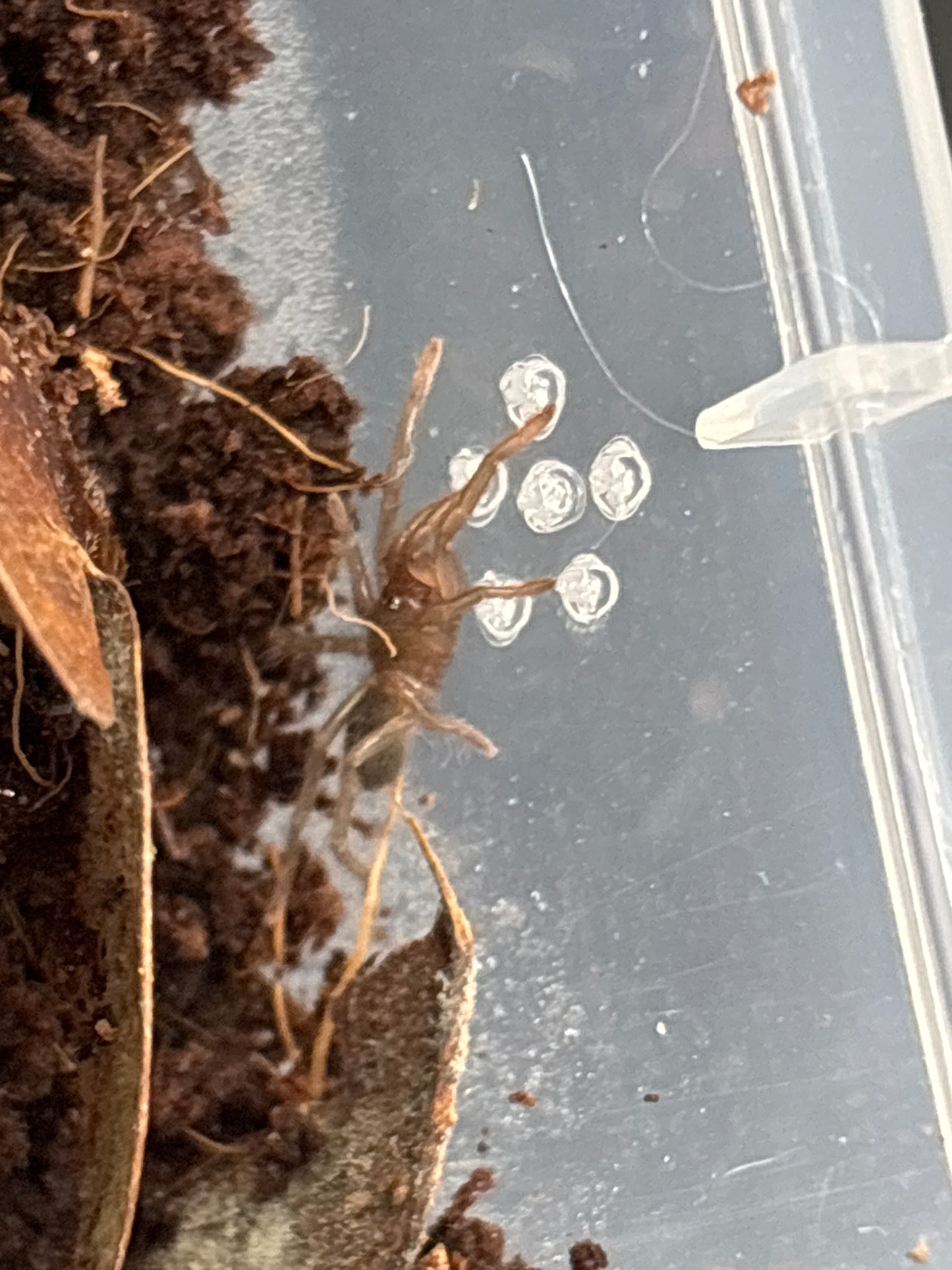 Sahydroaraneus Raja (Indian Blue Dwarf)