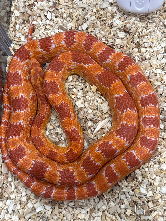 Red Factor Amel Corn Snake Male