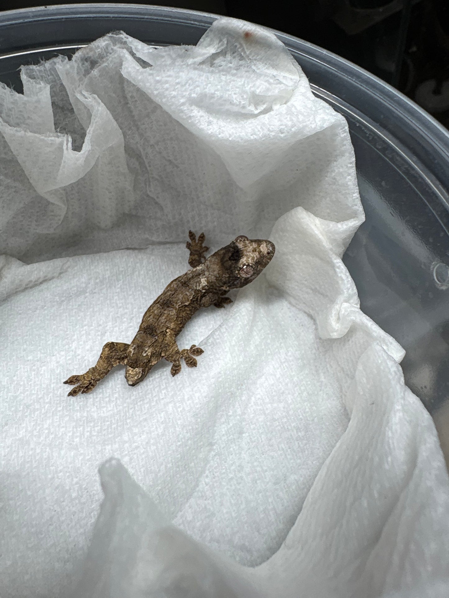 Pine Island Chahoua Gecko