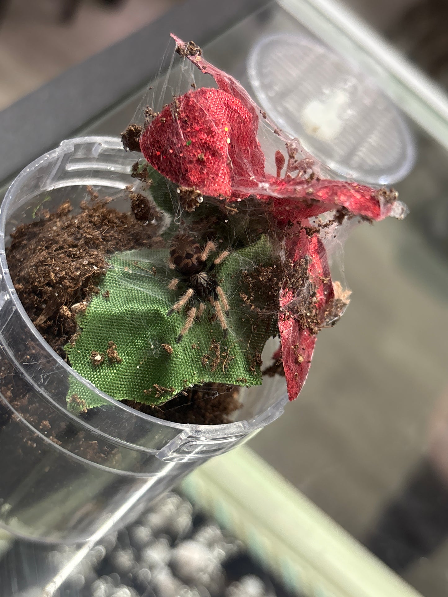 Chromatopelma Cyaneopubescens GBB