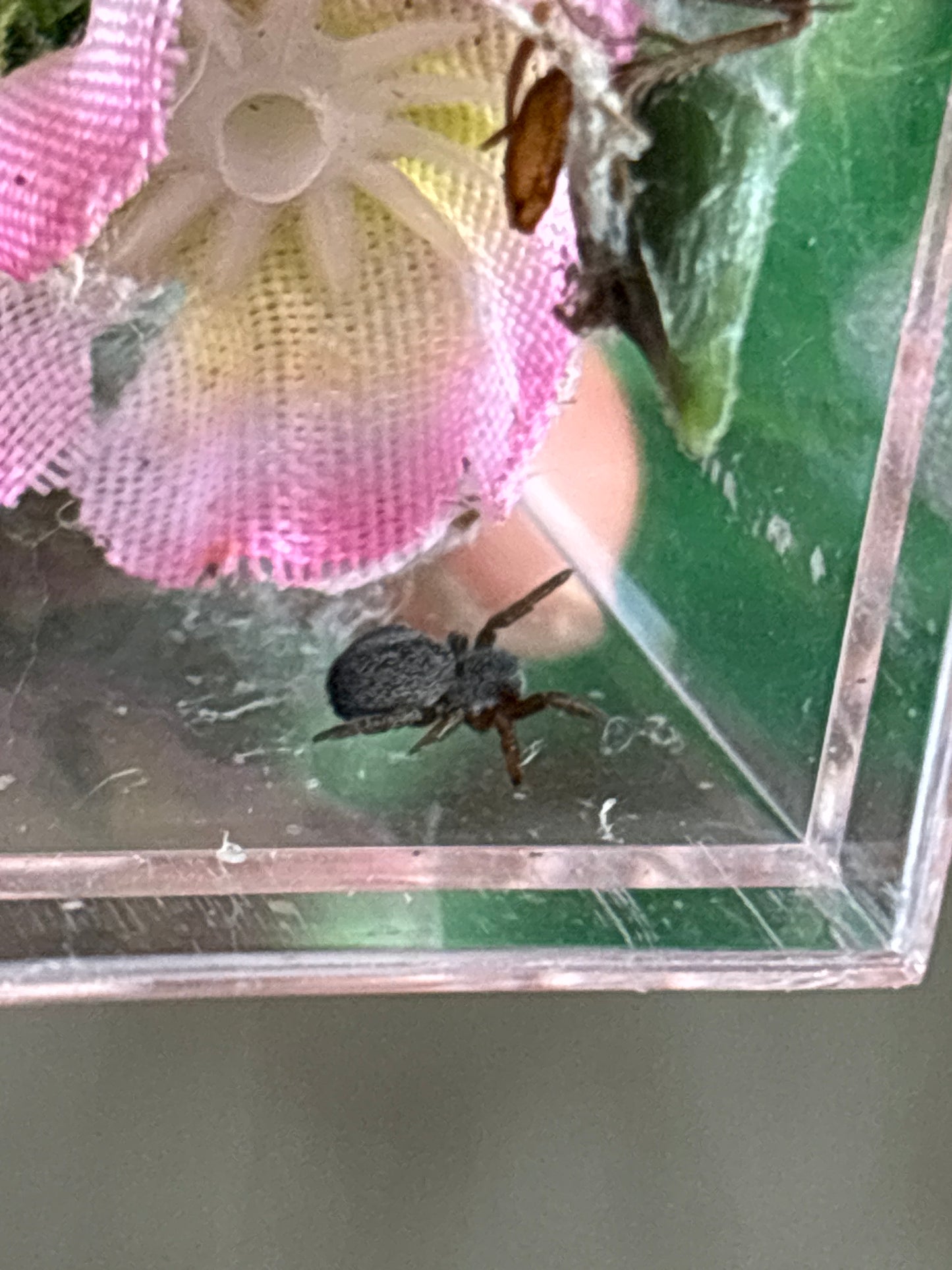 Eresus Walckenaeri (Greek Ladybird Spider)