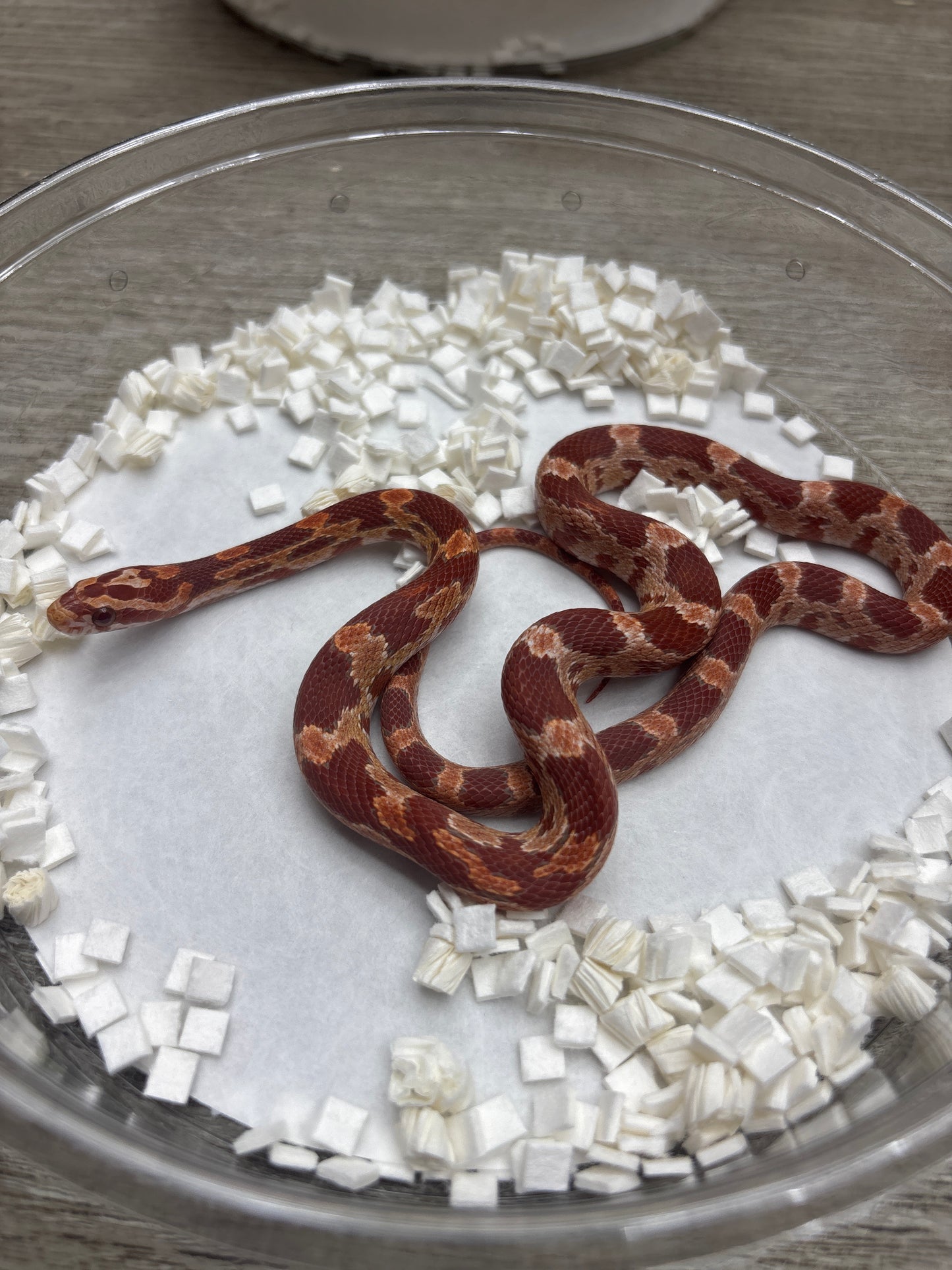 Red Factor Ultramel Corn Snake
