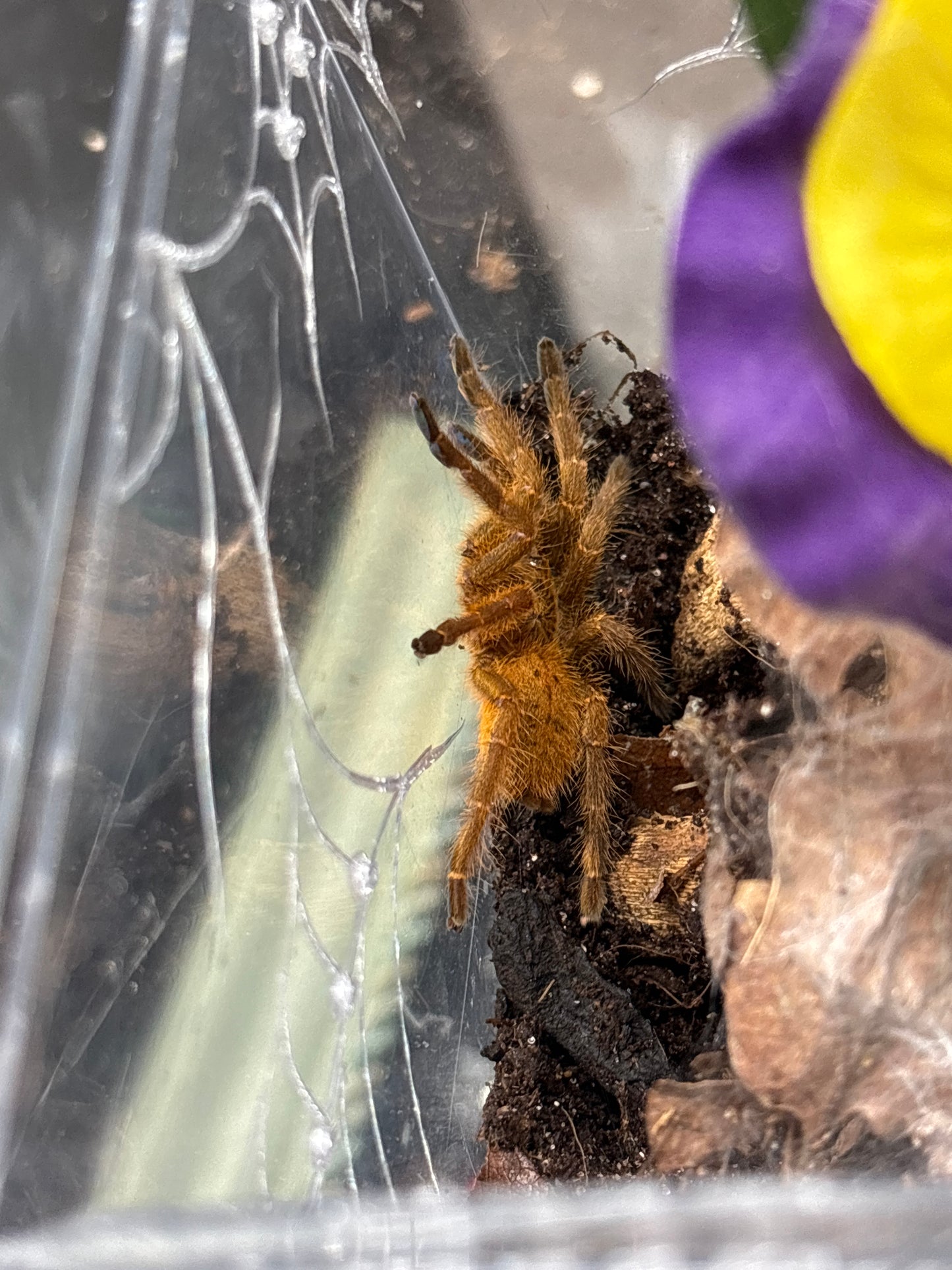 Pterinochilus Murinus (Orange Baboon OBT)