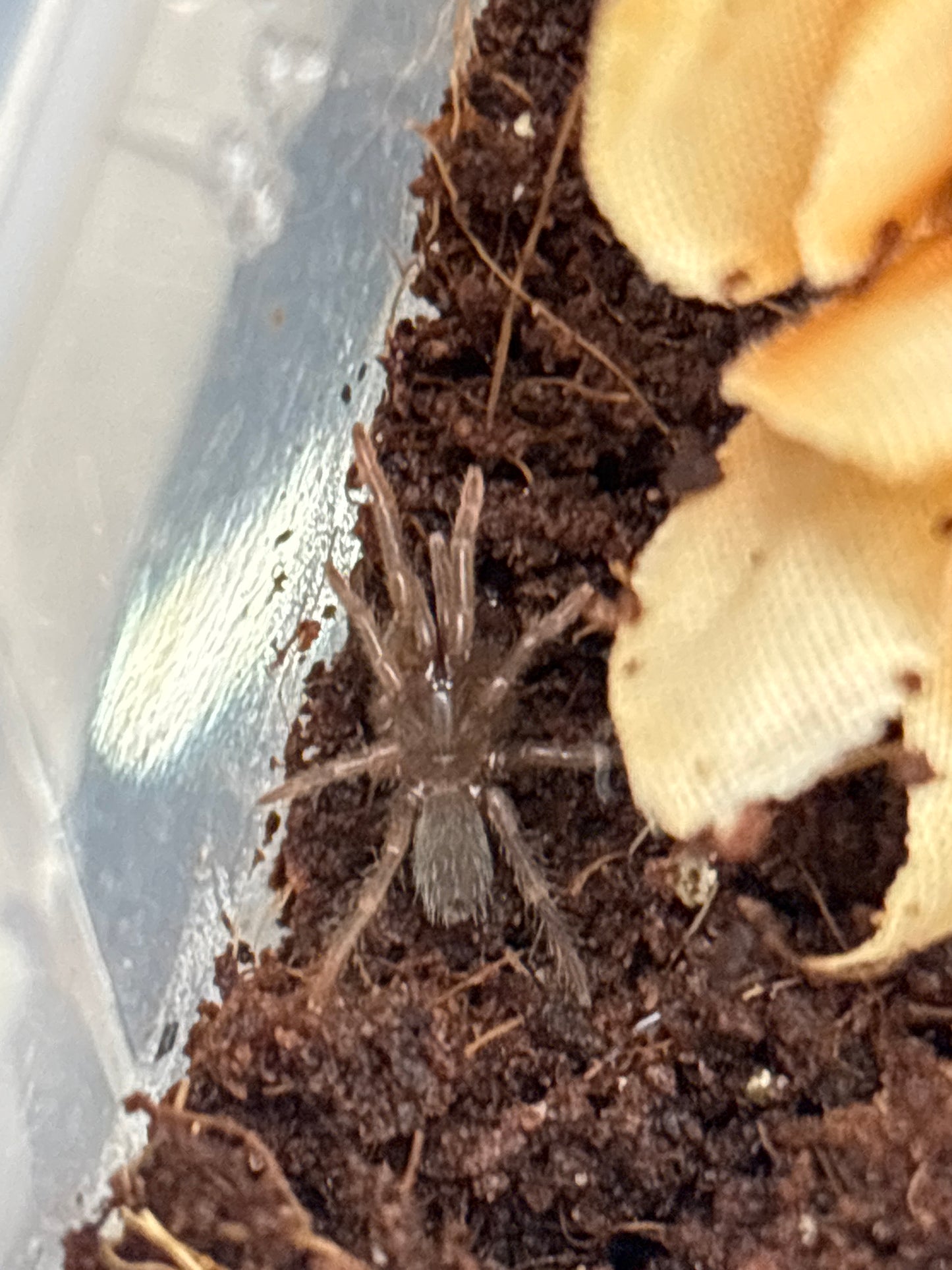 Sahydroaraneus Raja (Indian Blue Dwarf)