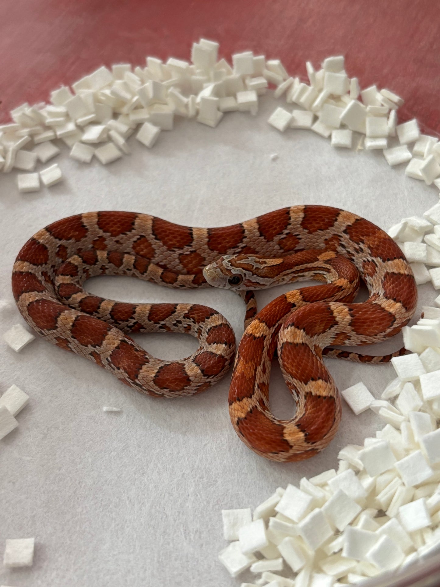 Classic Cornsnake Male