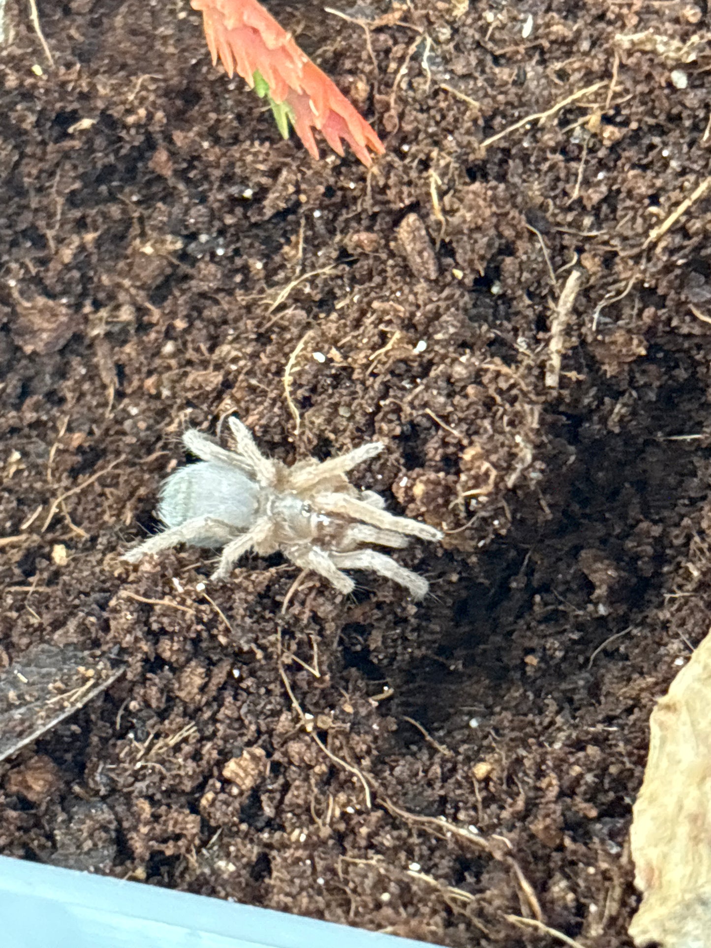 Pseudhapalopus sp ‘Magdalena’