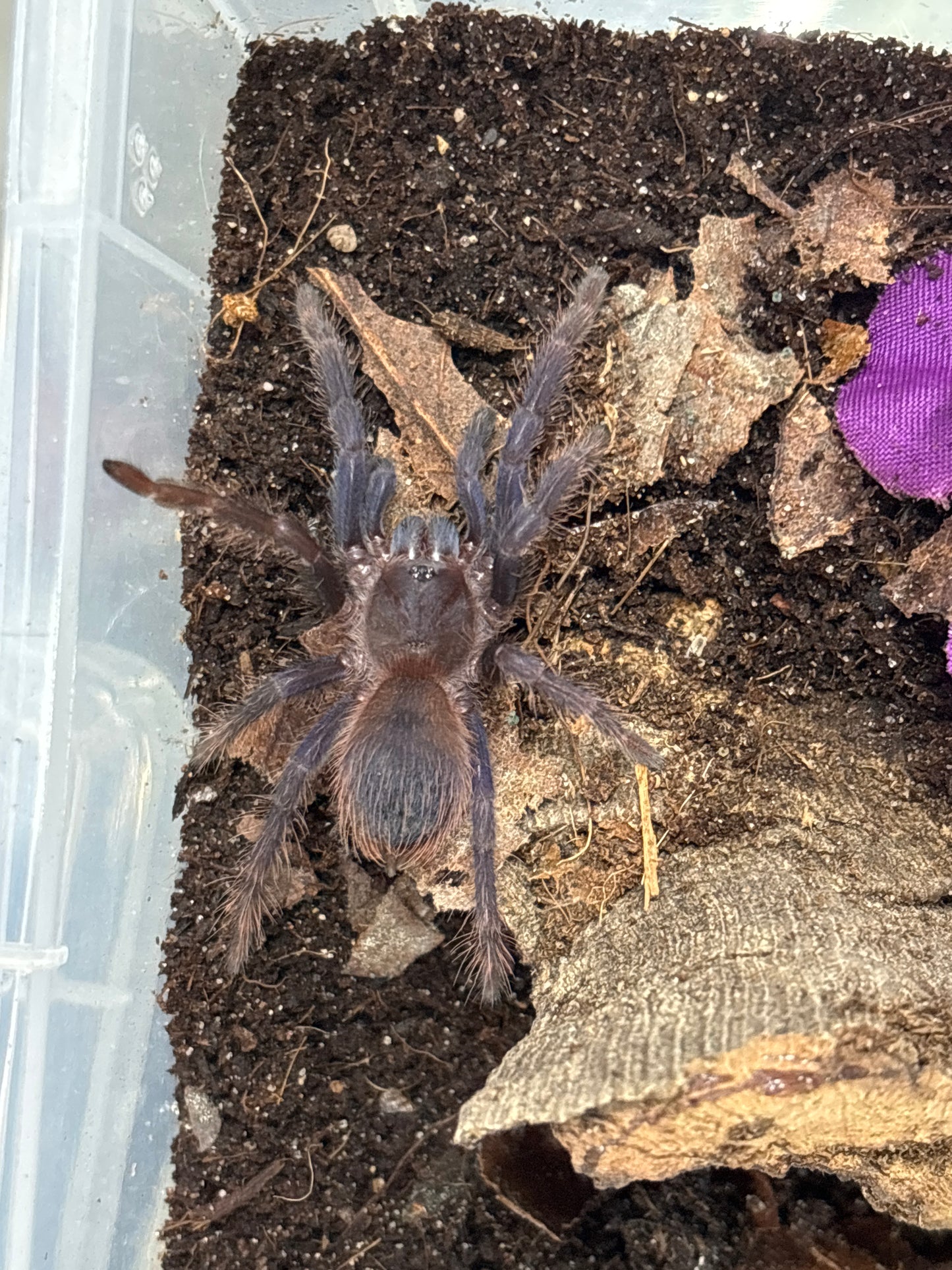 Lasiocyano Sazimai (Brazilian Blue)