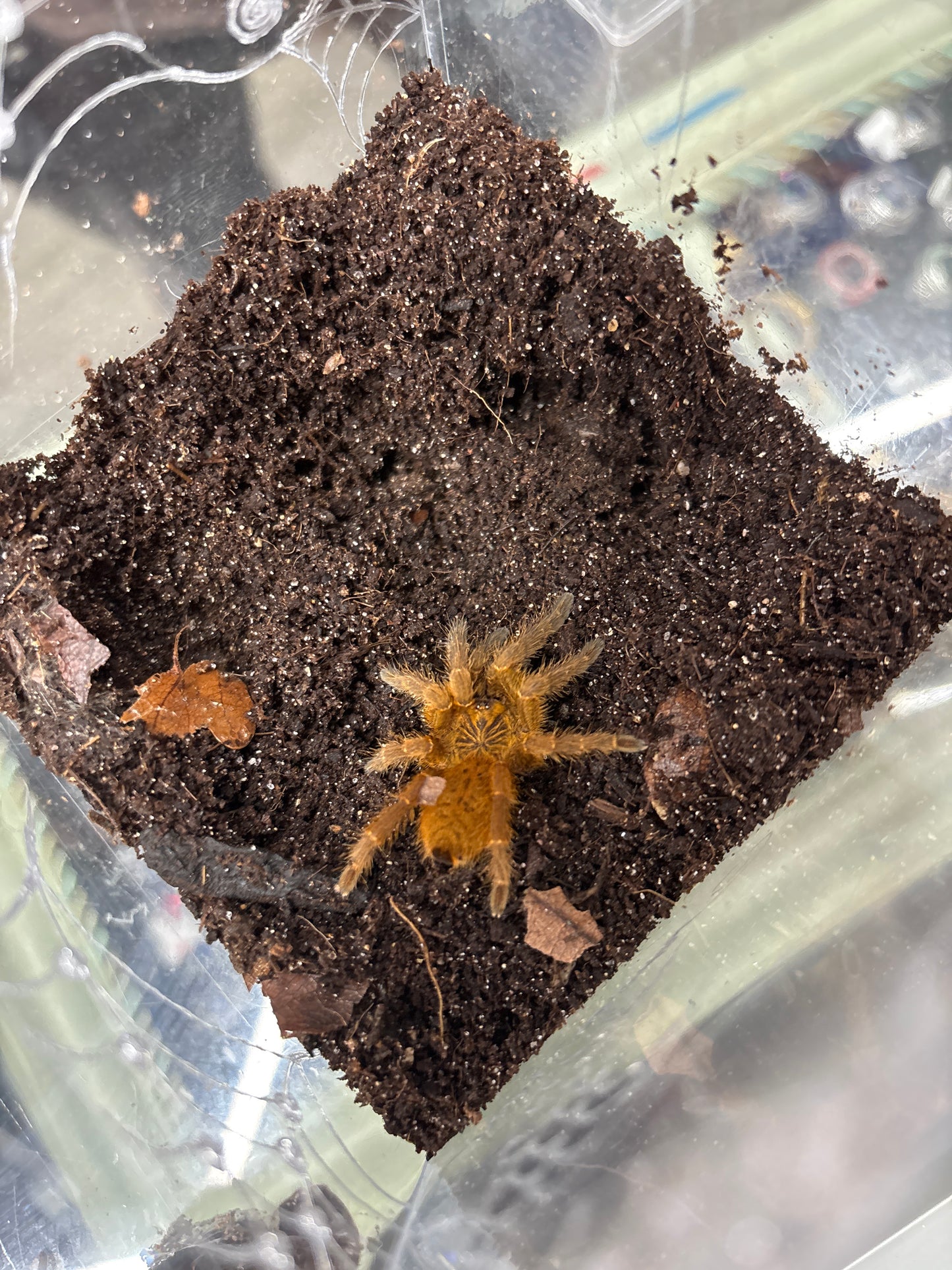 Pterinochilus Murinus (Orange Baboon OBT)
