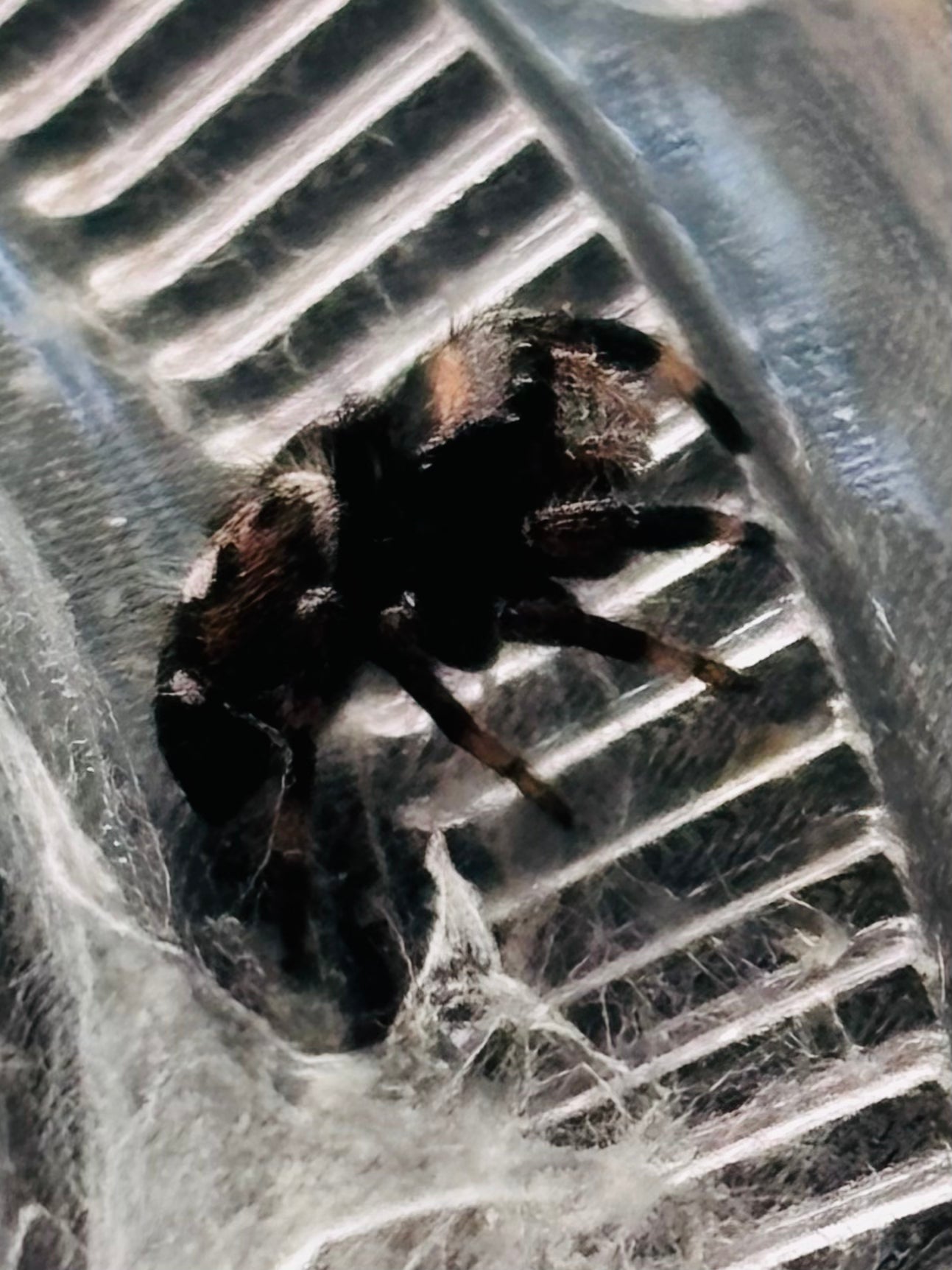Phidippus Regius (Regal Jumping Spider)