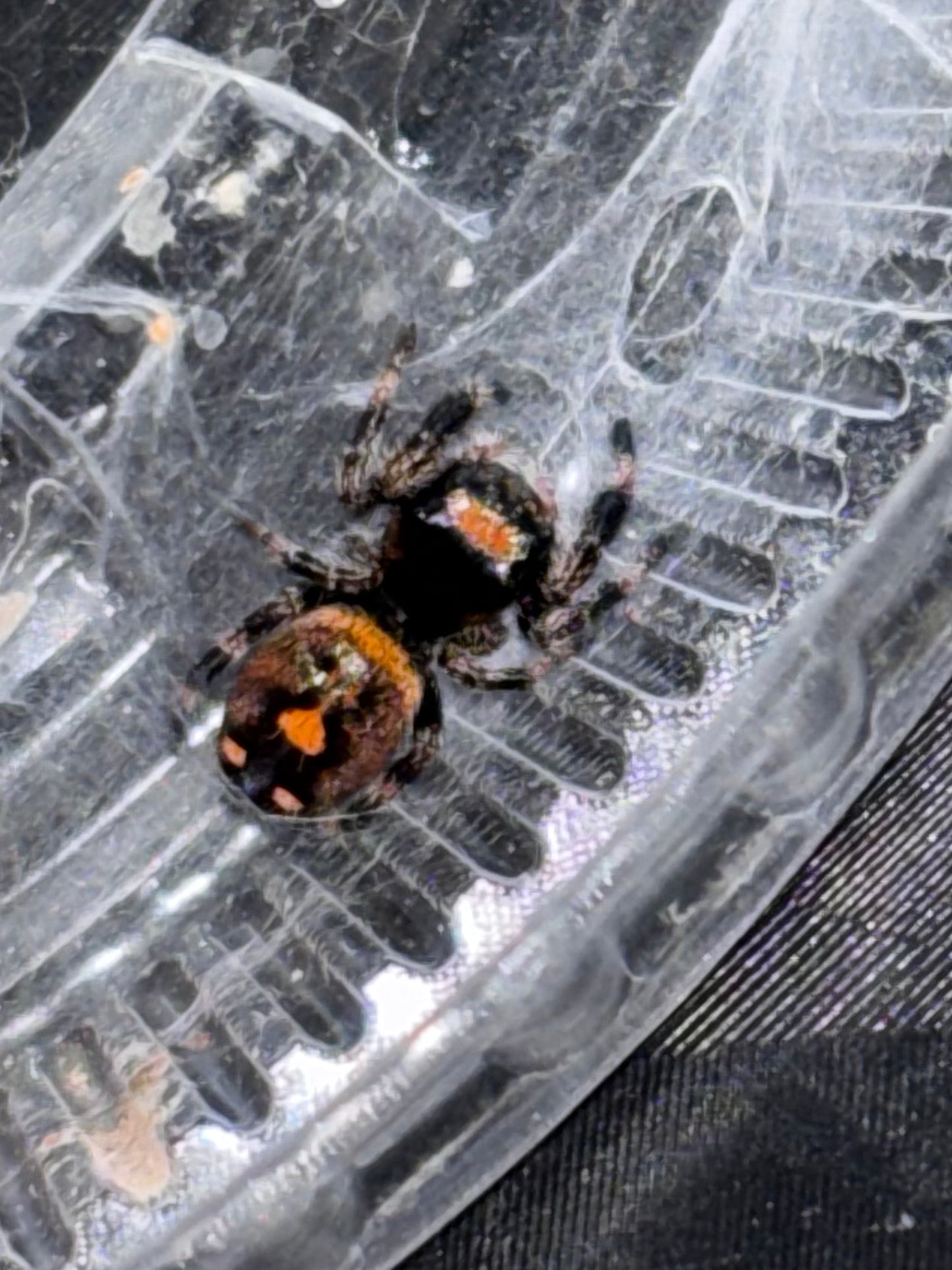 Phidippus Regius (Regal Jumping Spider)