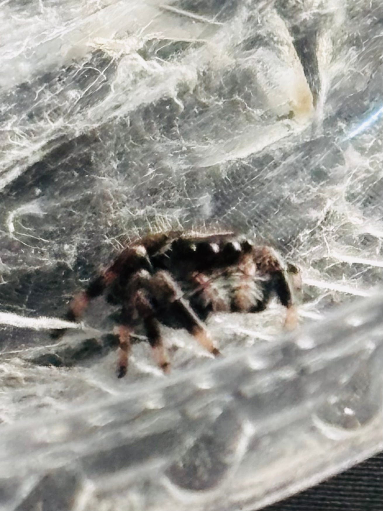 Phidippus Regius (Regal Jumping Spider)