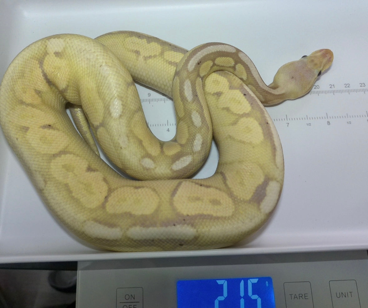Banana Pewter Sandblast Ball Python Male
