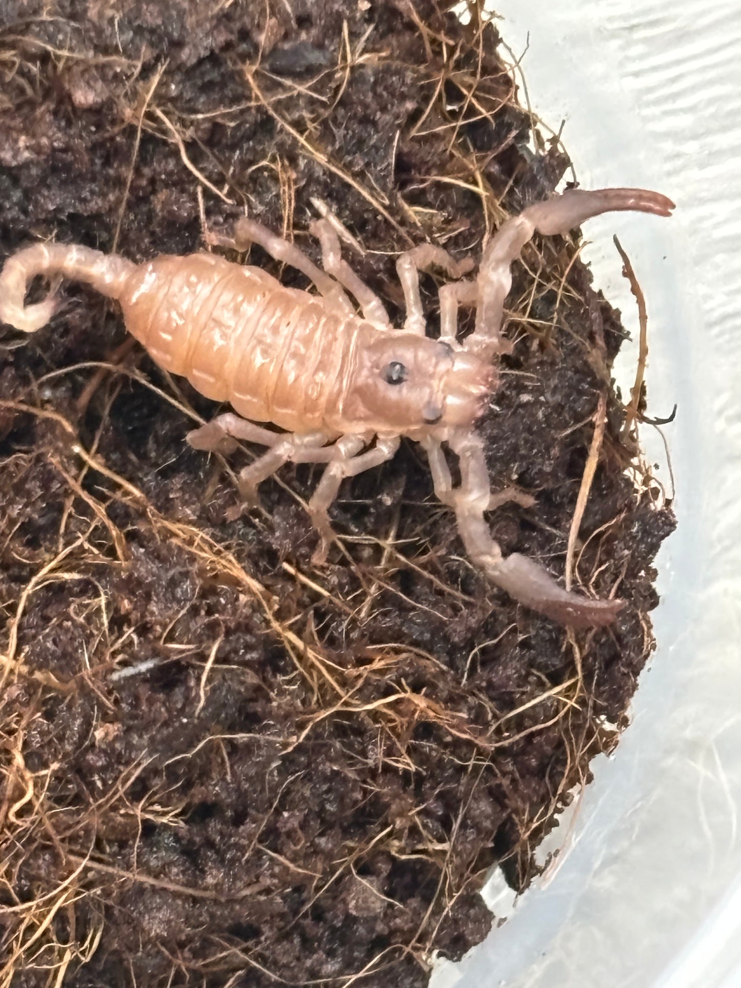 Heterometrus Silenus (Asian Forest Scorpion)