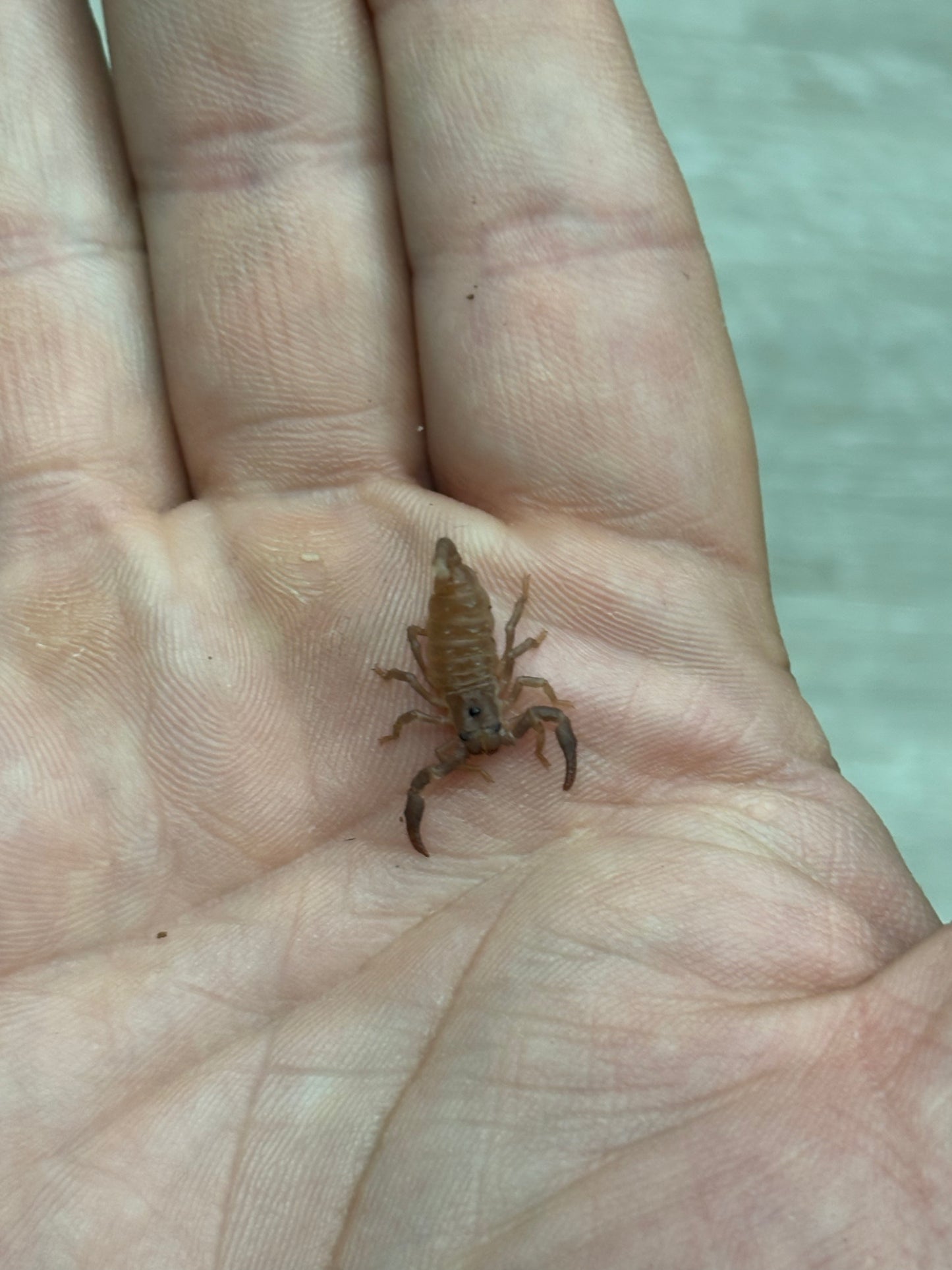 Heterometrus Silenus (Asian Forest Scorpion)