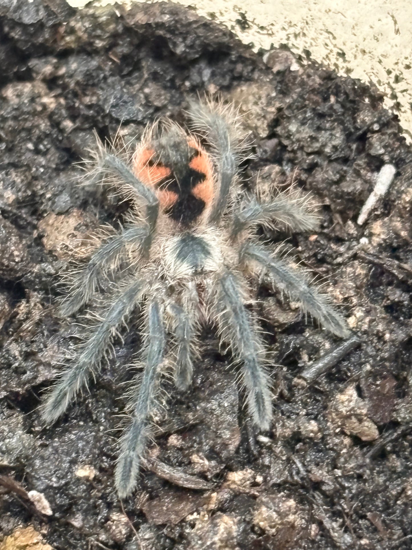 Pamphobeteus c.f. Insignis (Ecuador)