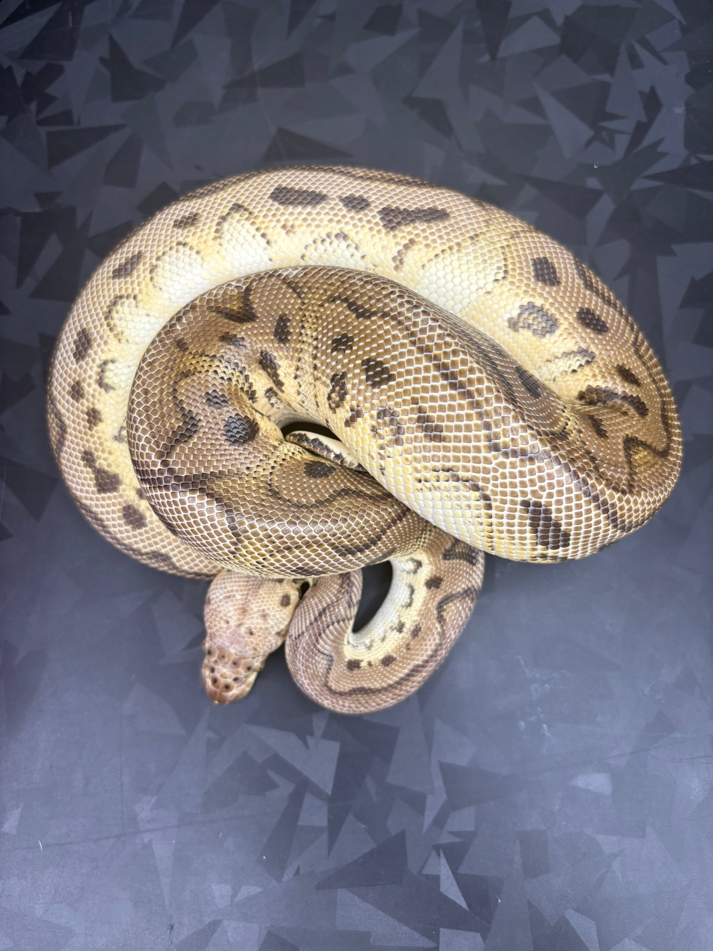 Pastel Clown Ball Python