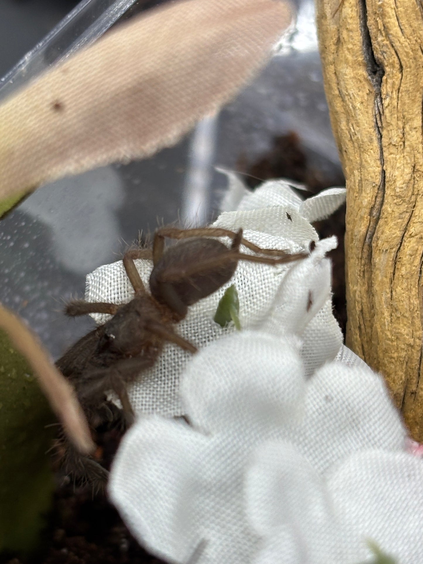 Chilobrachys Natanicharum (Electric Blue Earth Tiger)