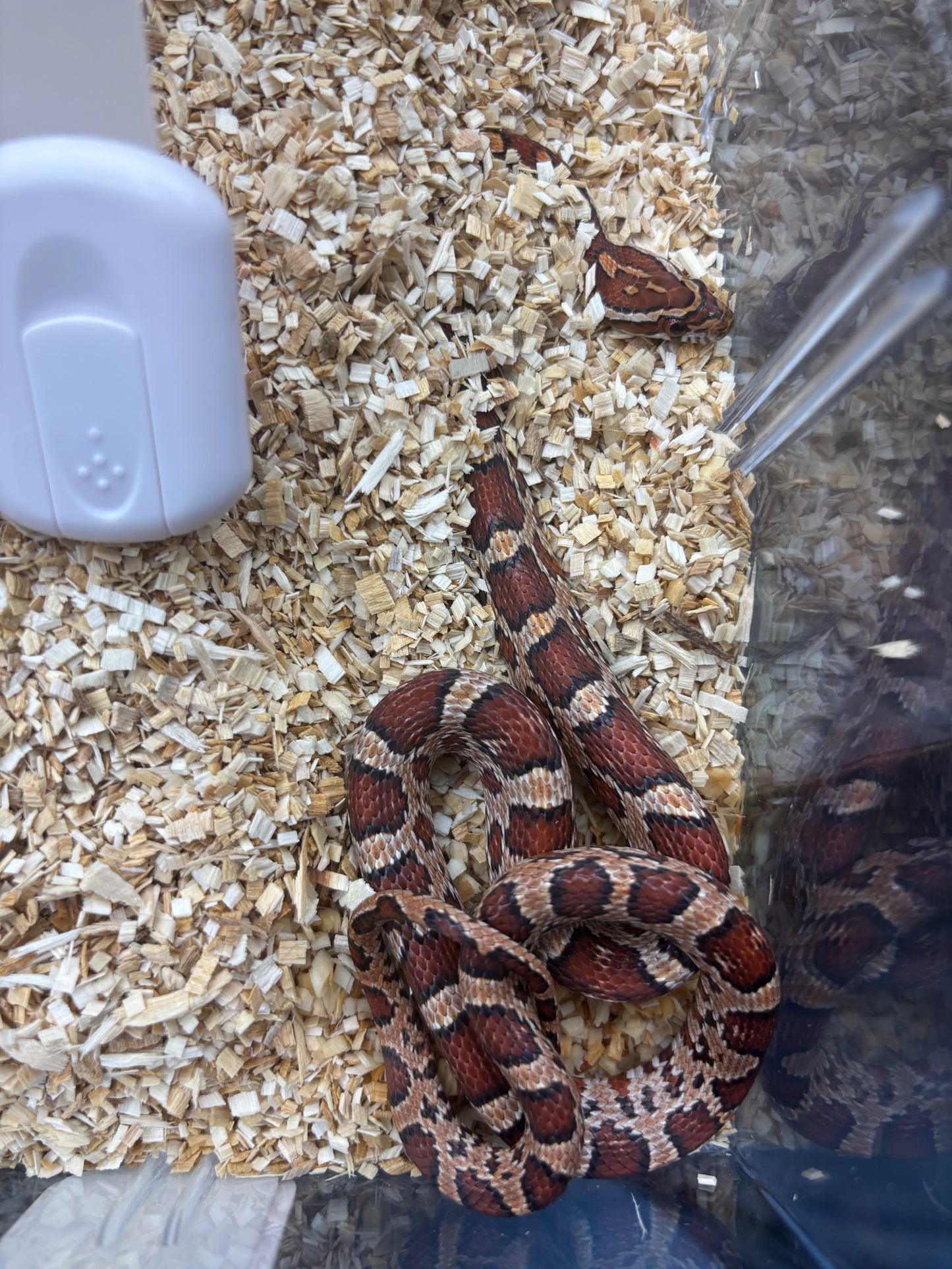 Classic Corn Snake