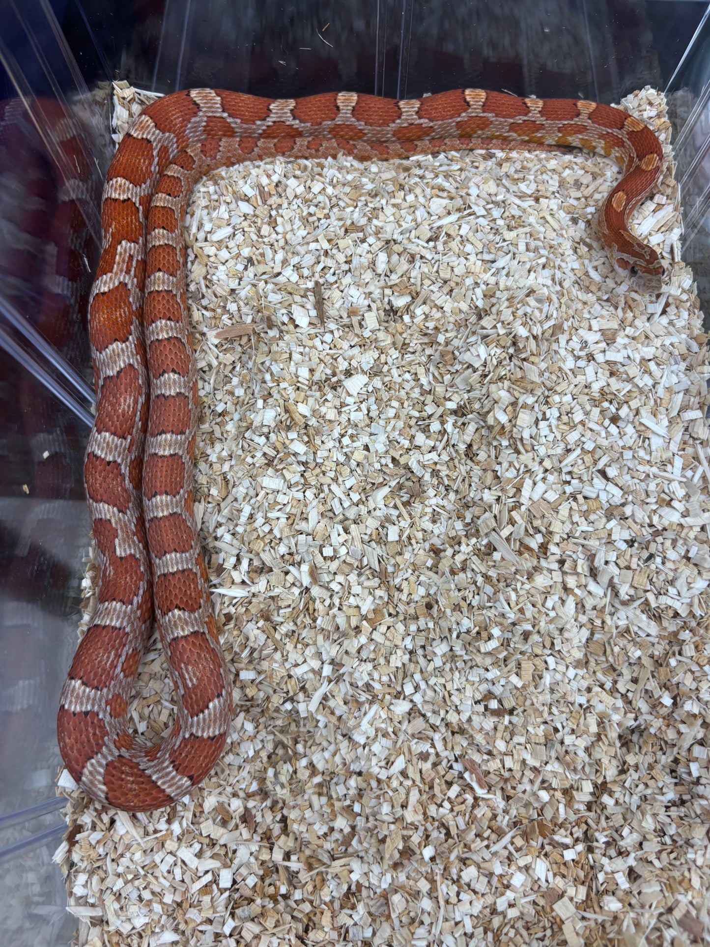 Classic Het Microscale Corn Snake