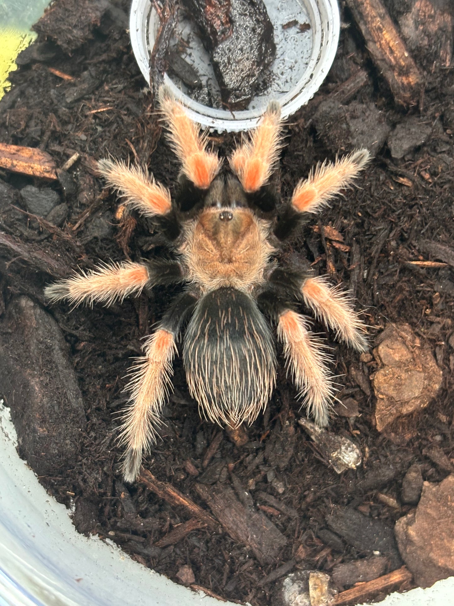 Brachypelma Boehmei (Mexican Fire-Leg)
