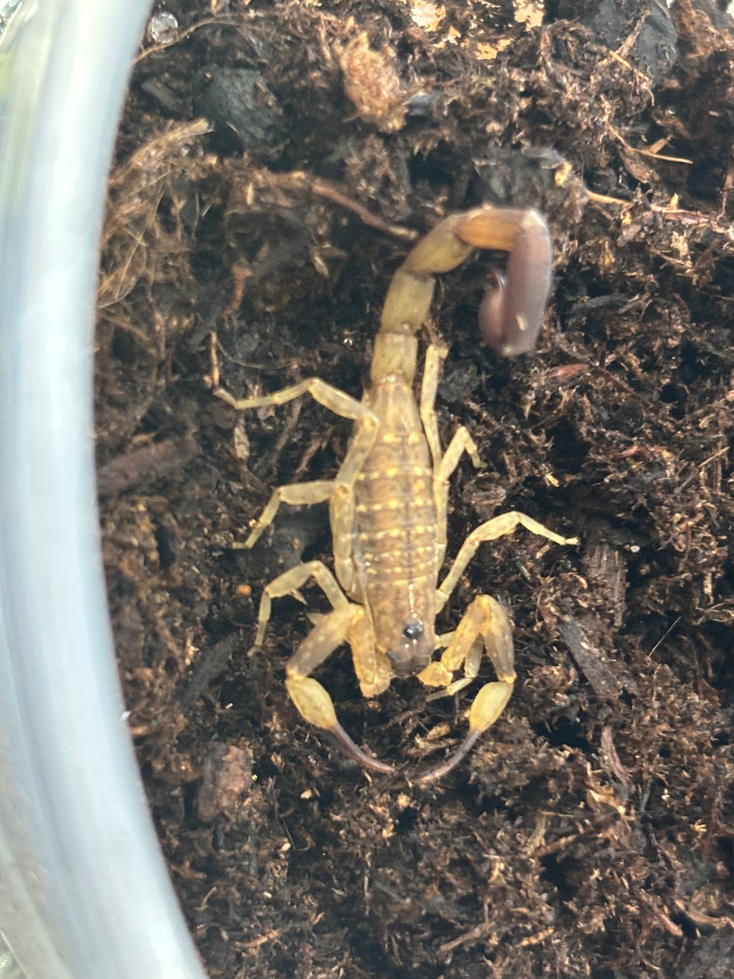 Lychas Mucronatus (Chinese Swimming Scorpion)