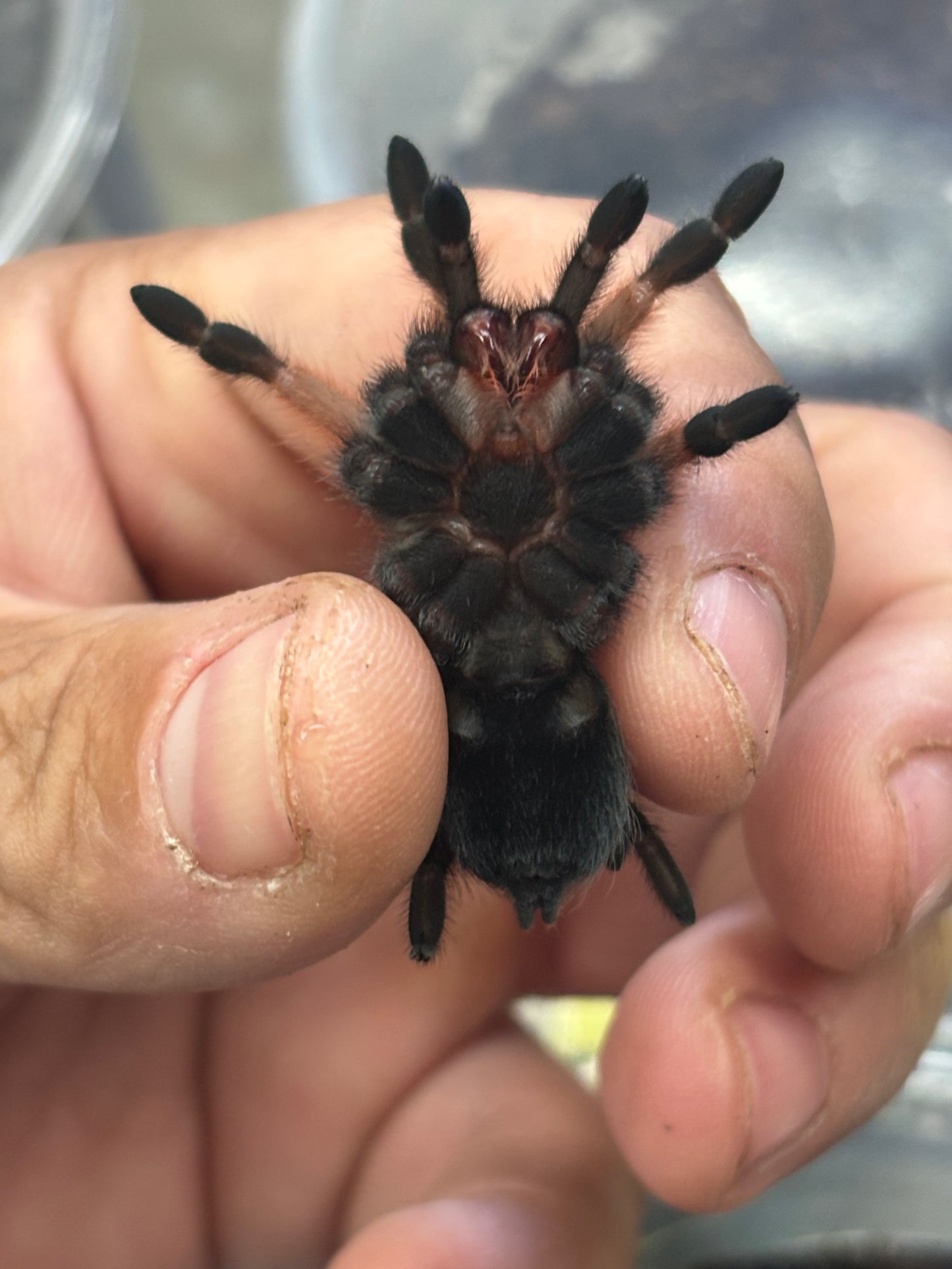 Brachypelma Emilia (Mexican Red Leg)