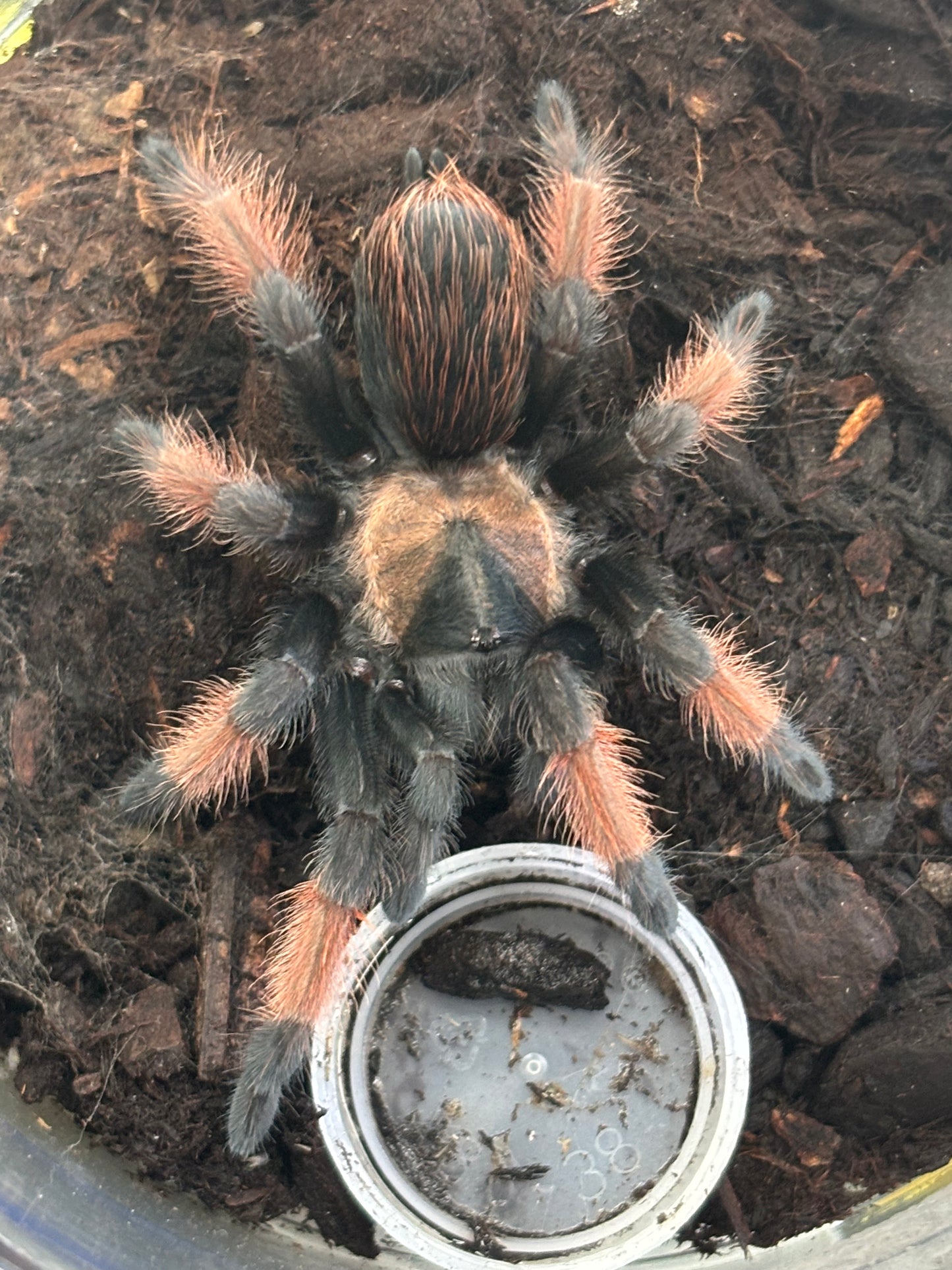 Brachypelma Emilia (Mexican Red Leg)