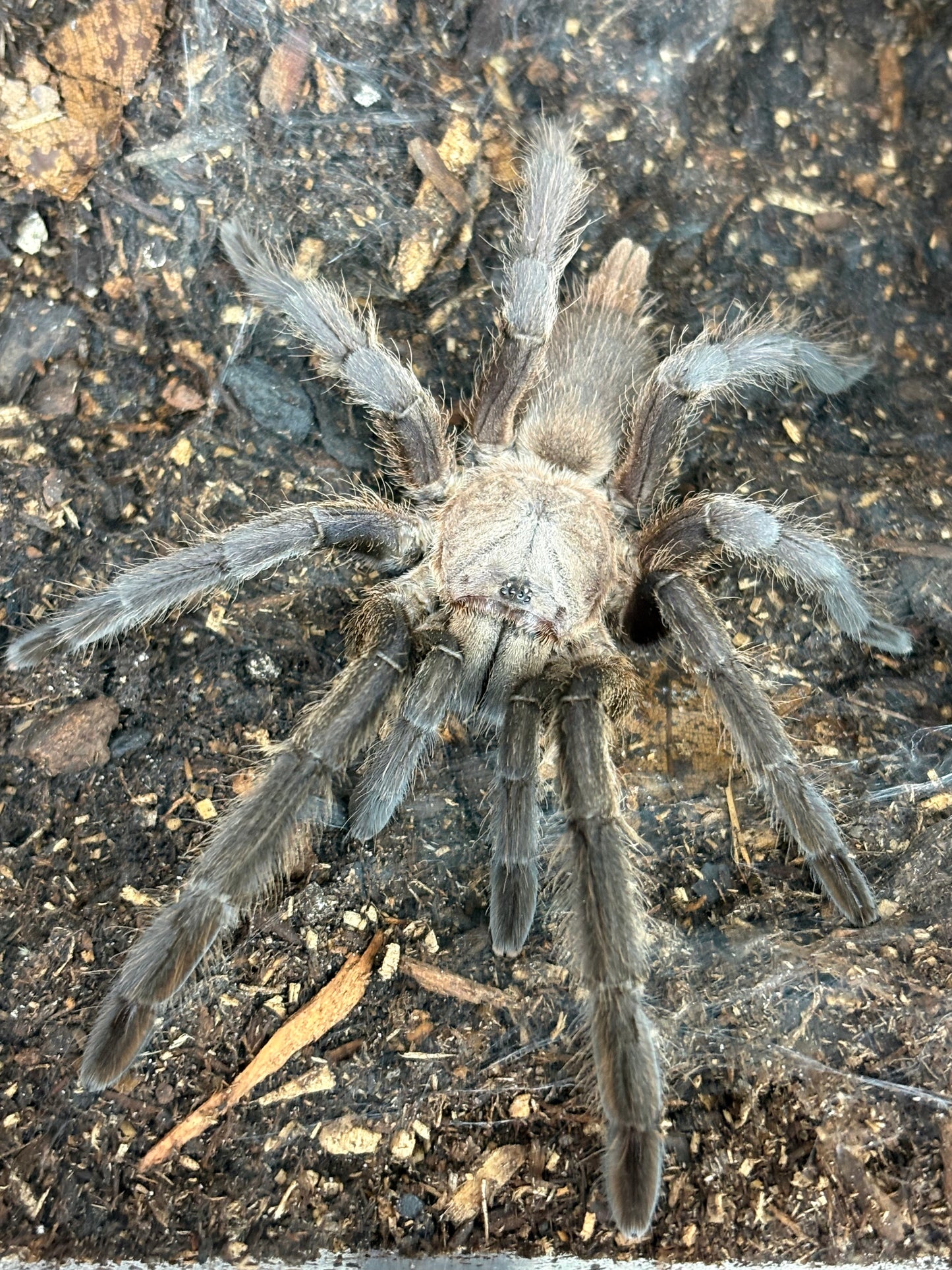 Chilobrachys sp ’Kaeng Krachen’ (Dark Earth Tiger)
