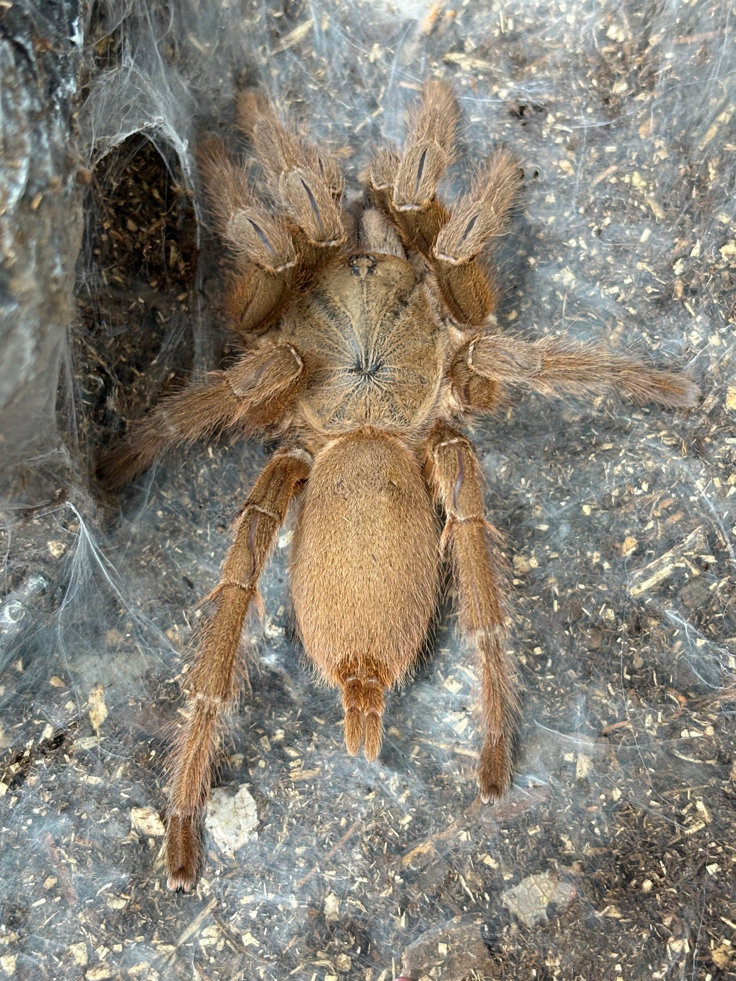 Chilobrachys Huahini (Asian Giant Fawn)