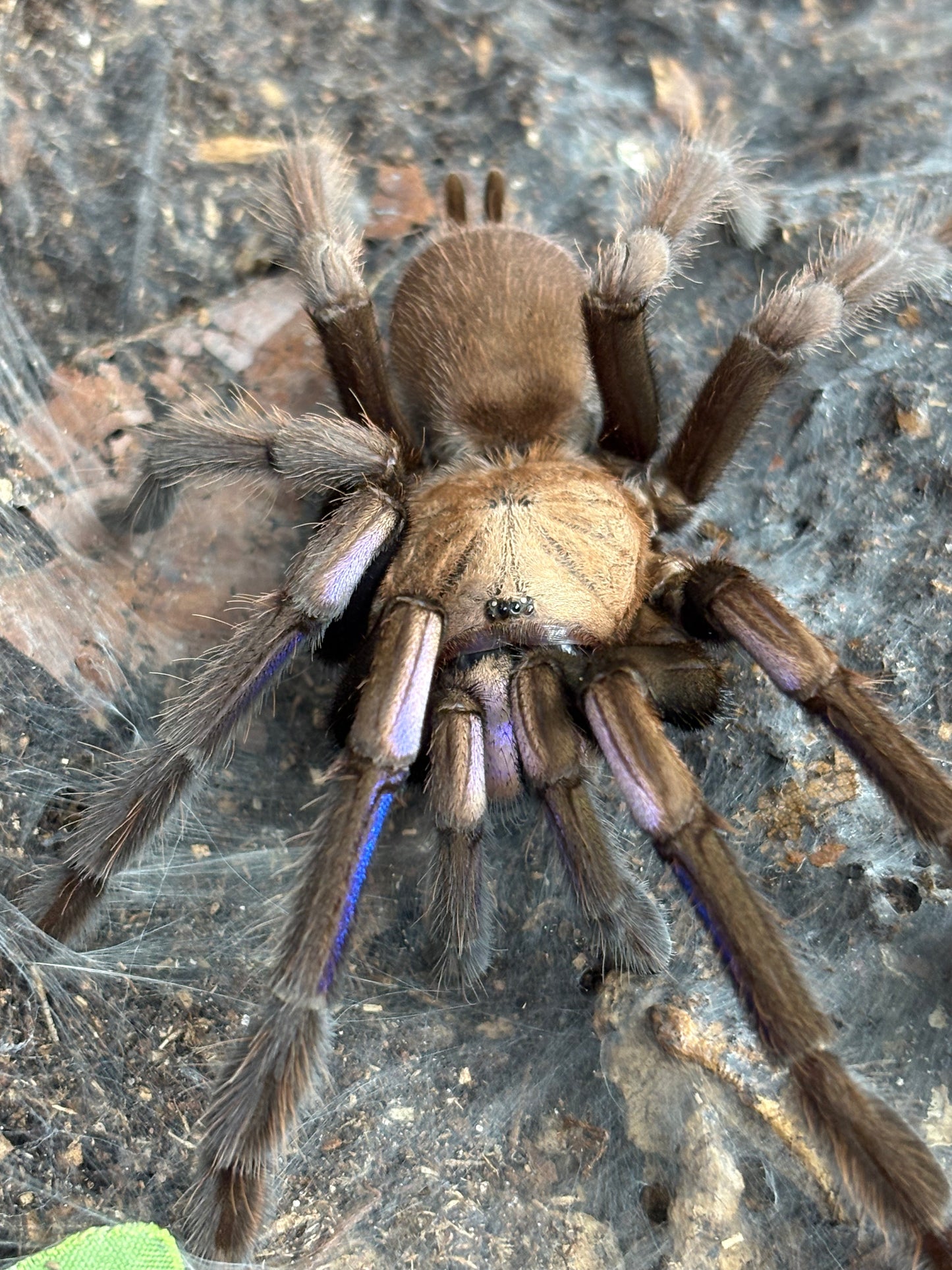Chilobrachys Natanicharum (Electric Blue Earth Tiger)