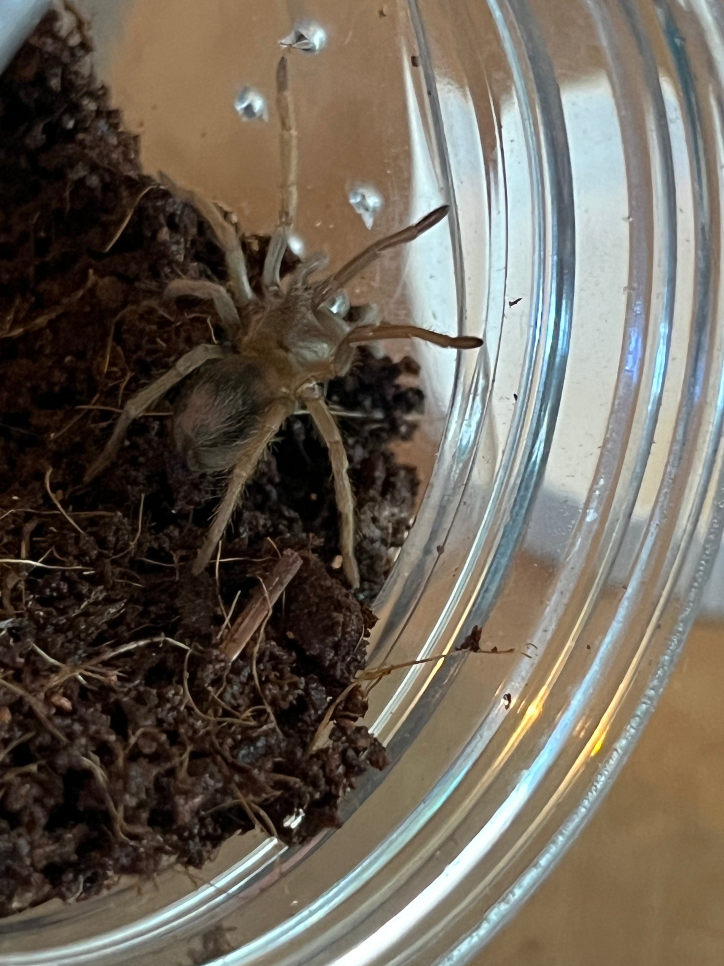Pseudhapalopus sp 'BLUE' (Colombian Blue Dwarf)