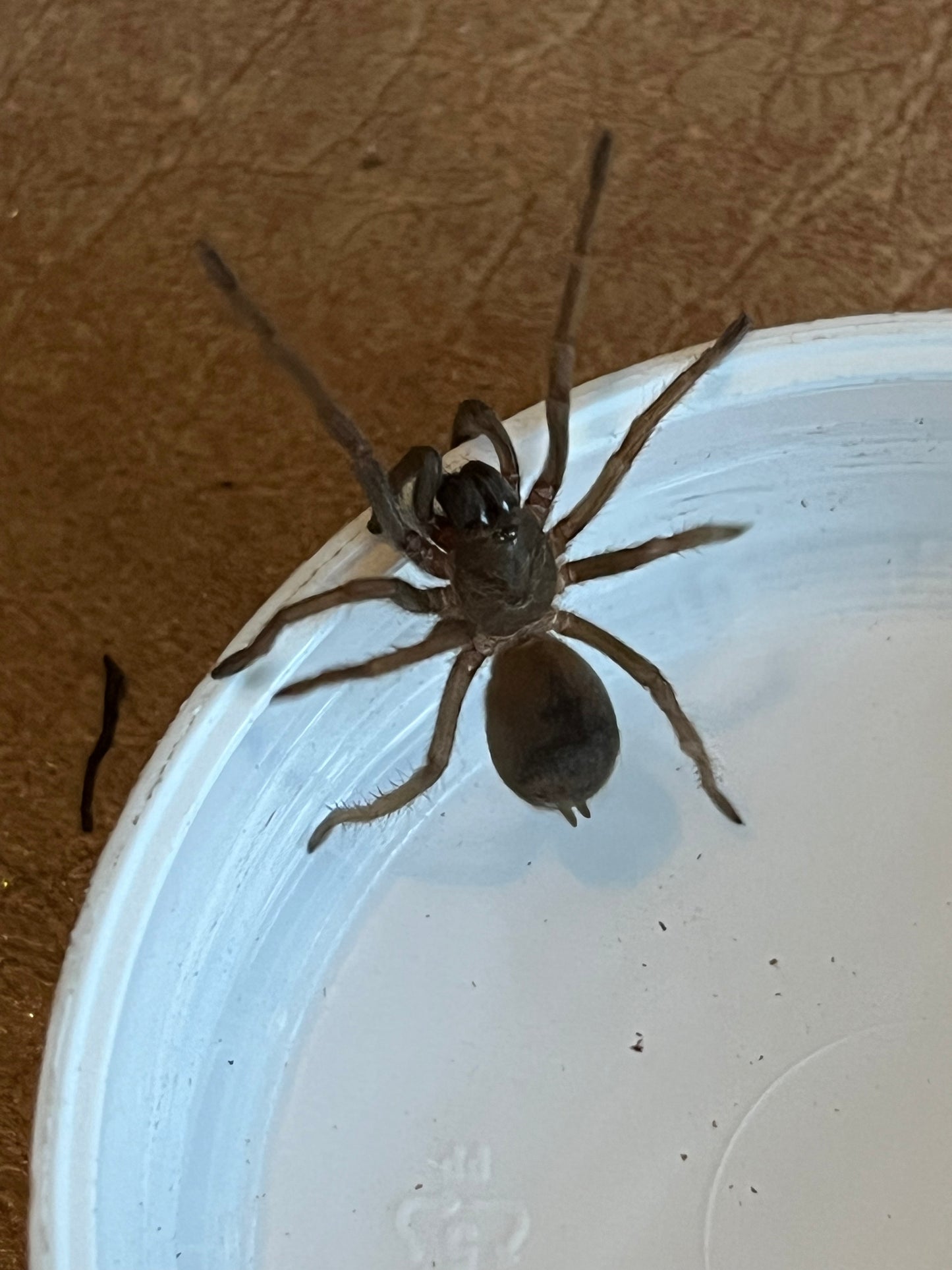 Pseudhapalopus sp 'BLUE' (Colombian Blue Dwarf)