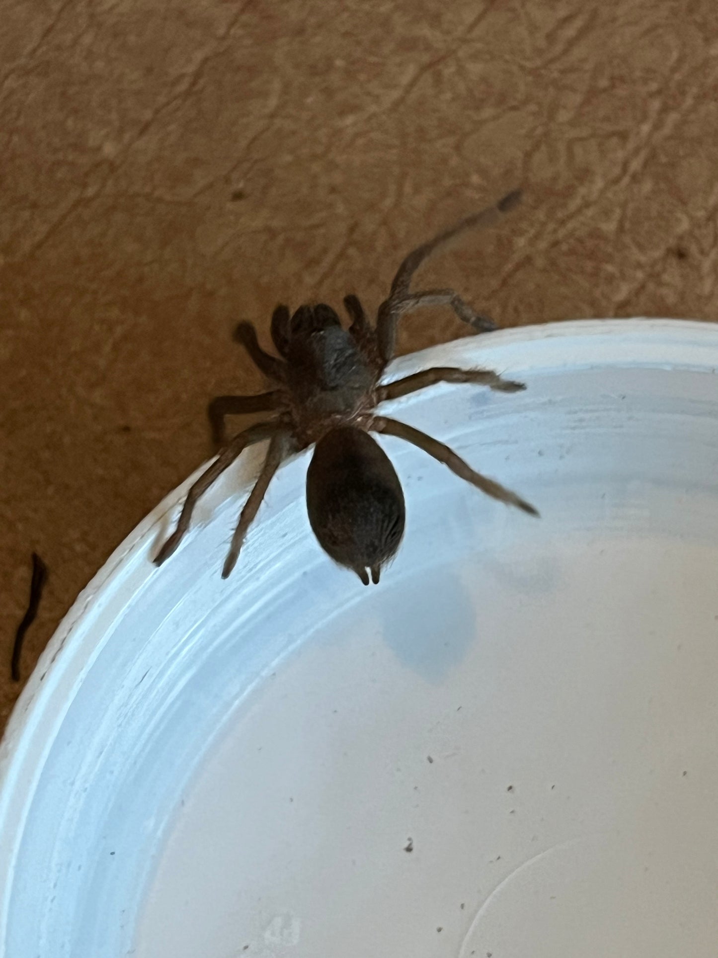 Pseudhapalopus sp 'BLUE' (Colombian Blue Dwarf)